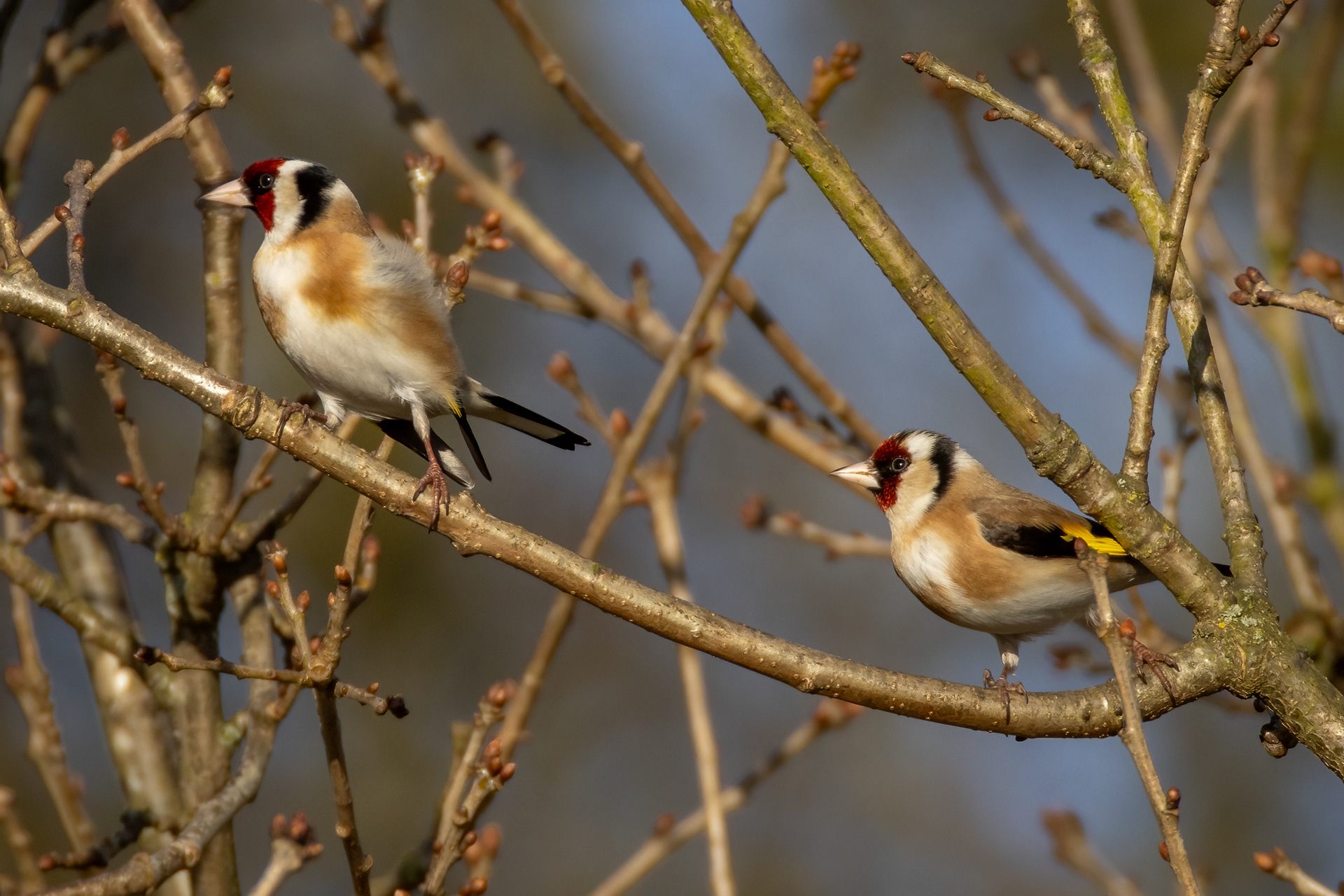Goldfinches
