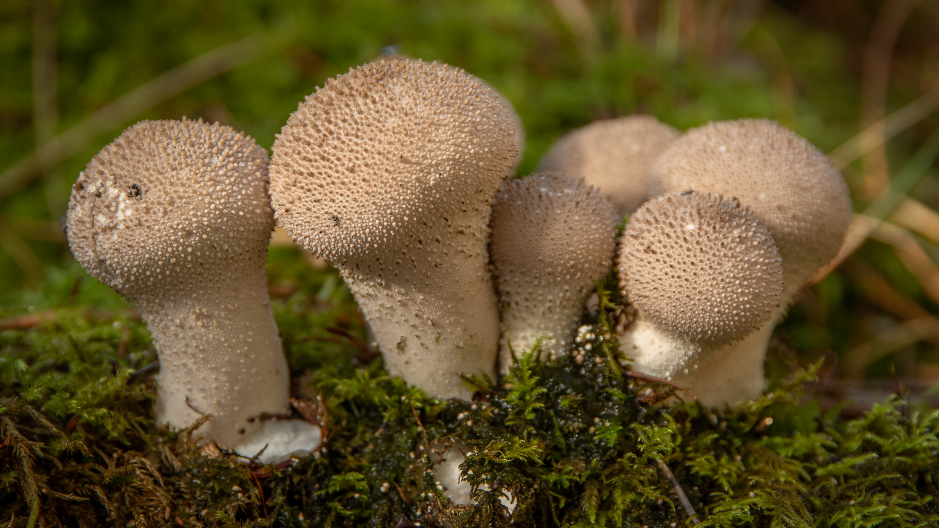 Common Puffball