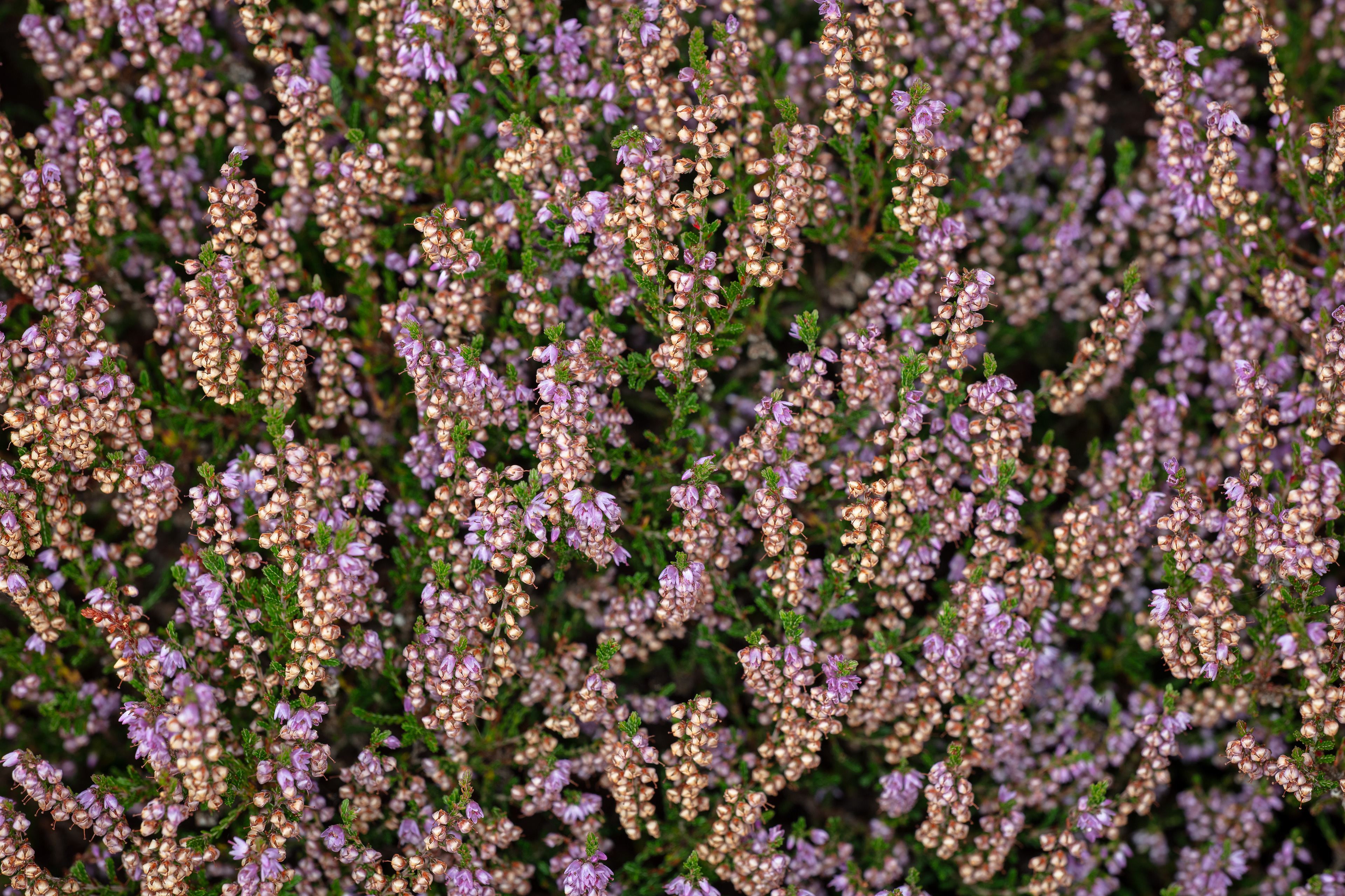 Heather (Royd Moor Reservoir)