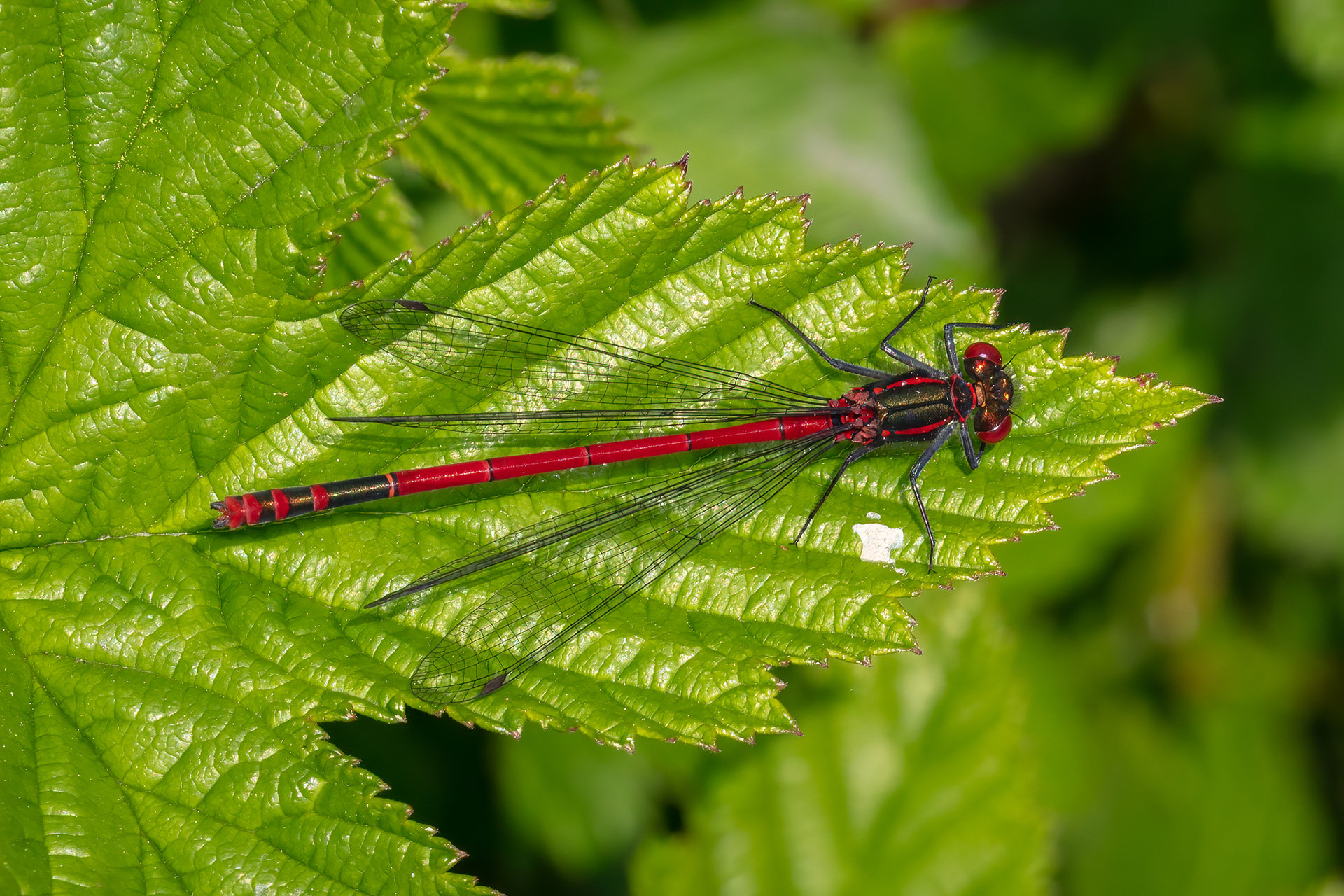 Large Red Damselfly