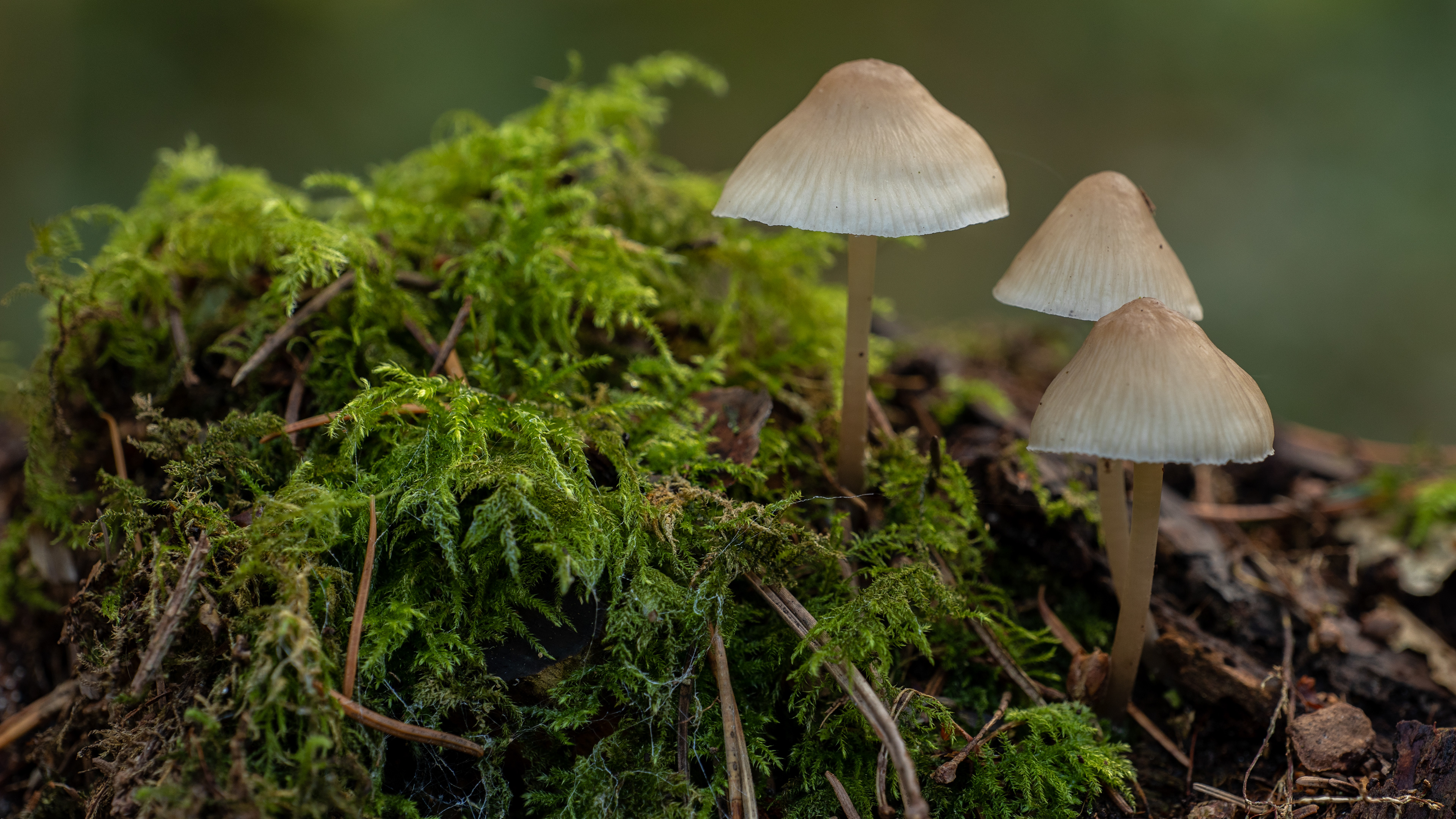 Common Bonnet
