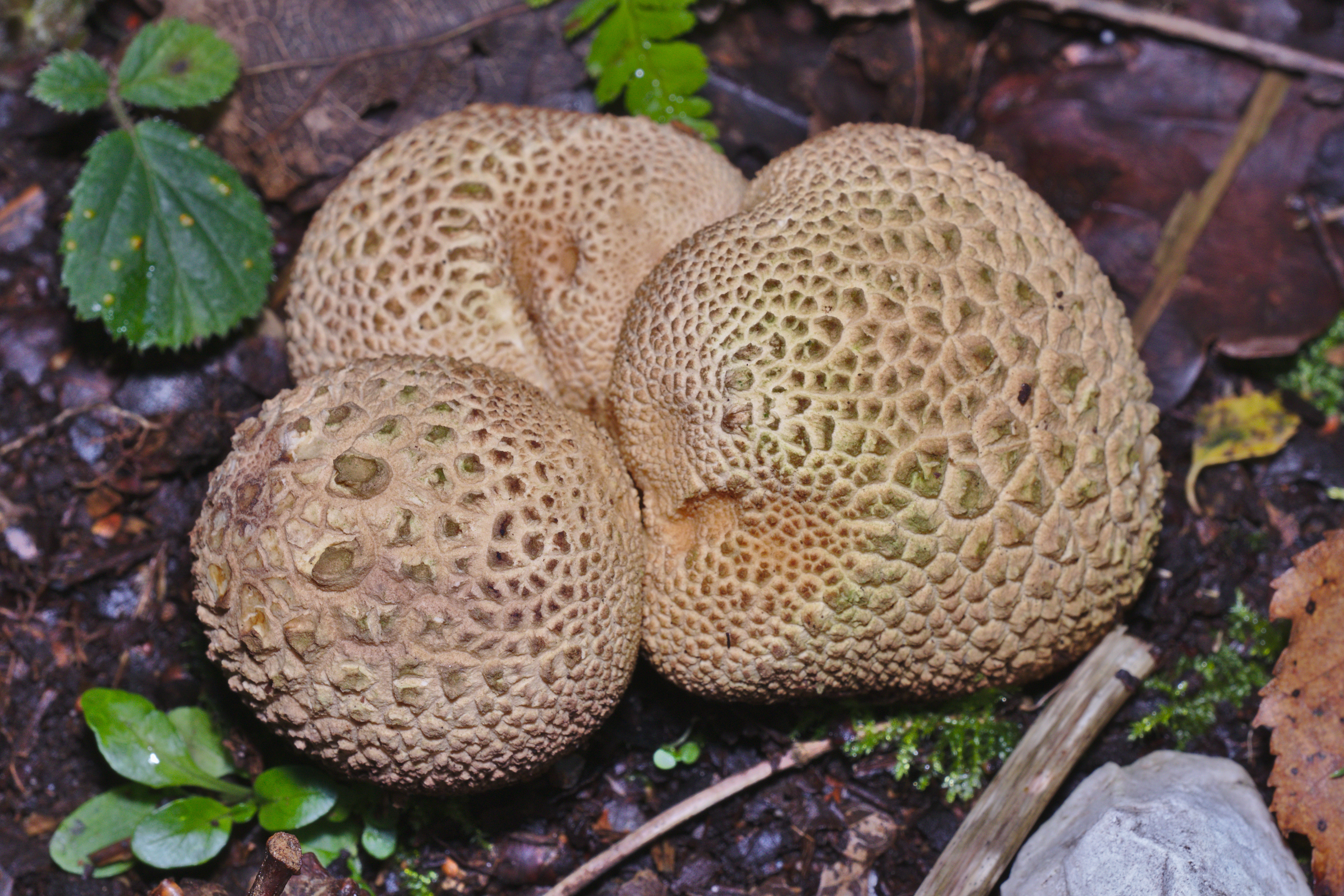 Common Earthball