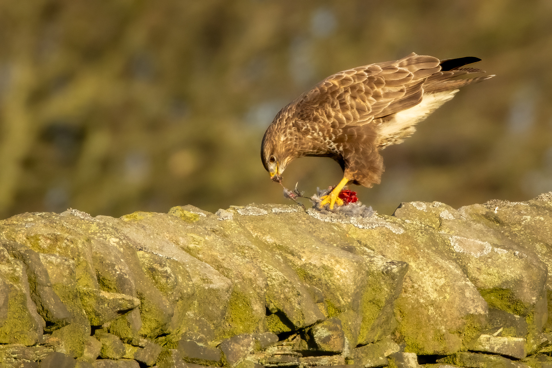 Buzzard with prey