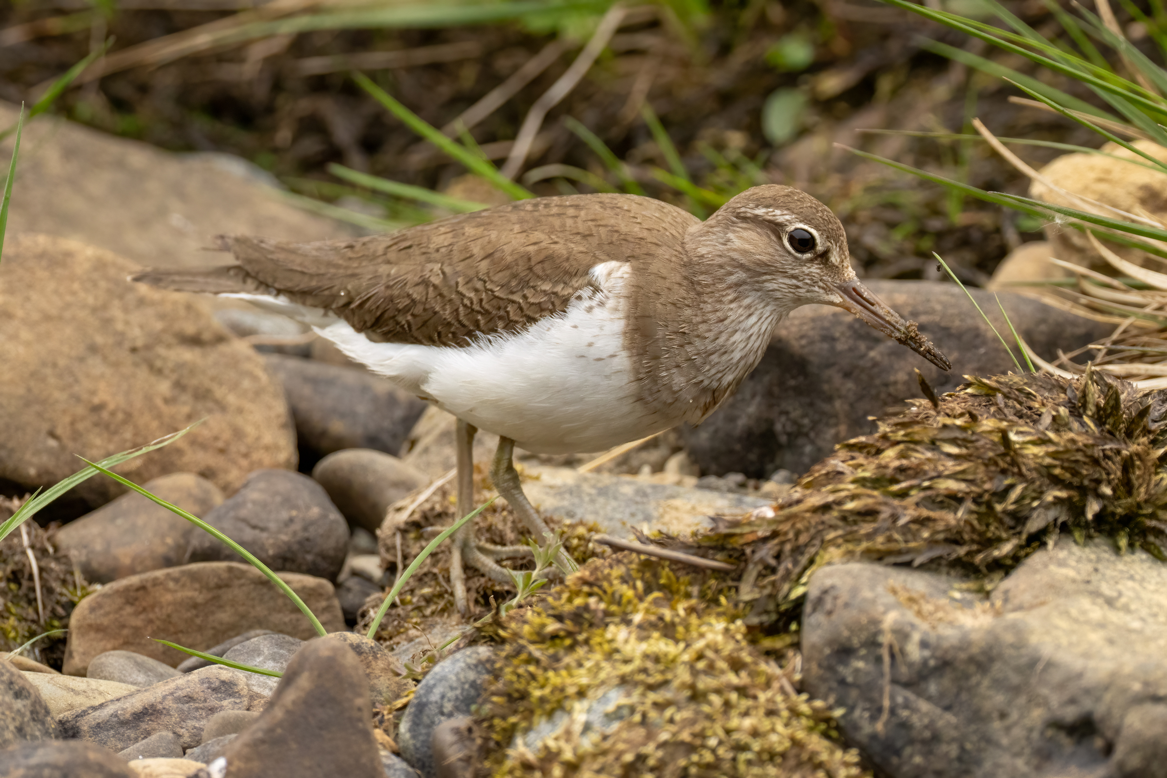 Sandpiper