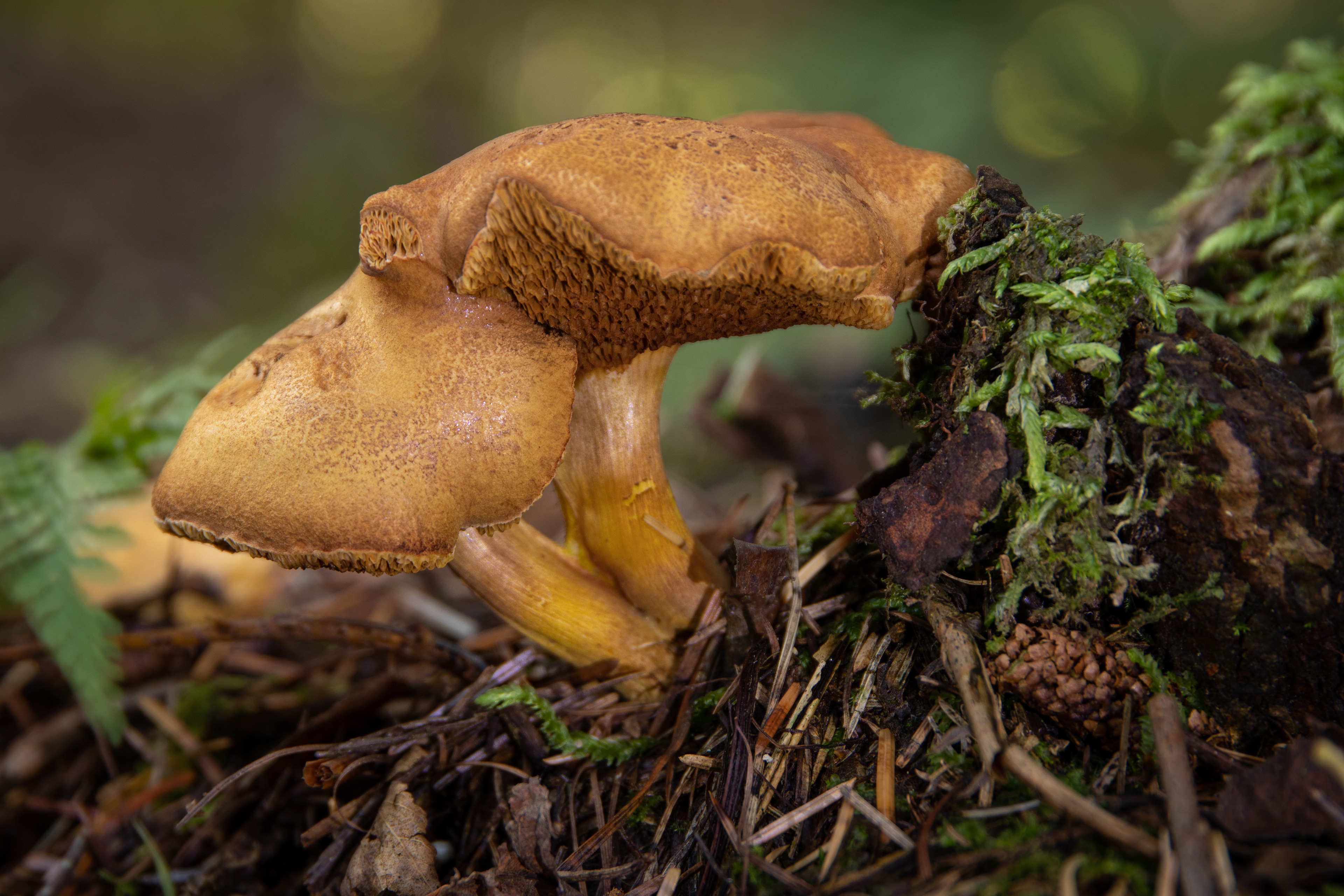 Peppery Bolete