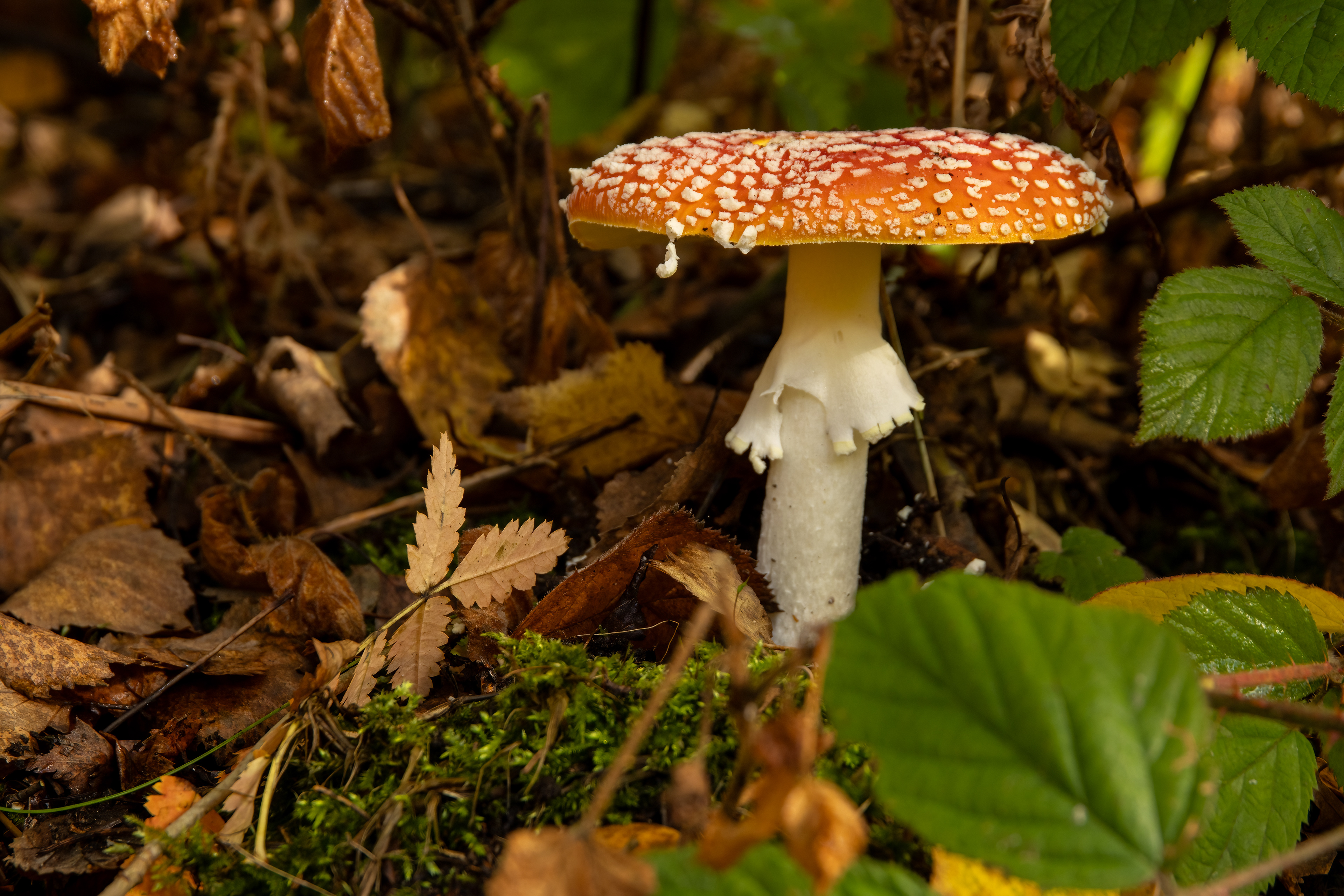 Fly Agaric