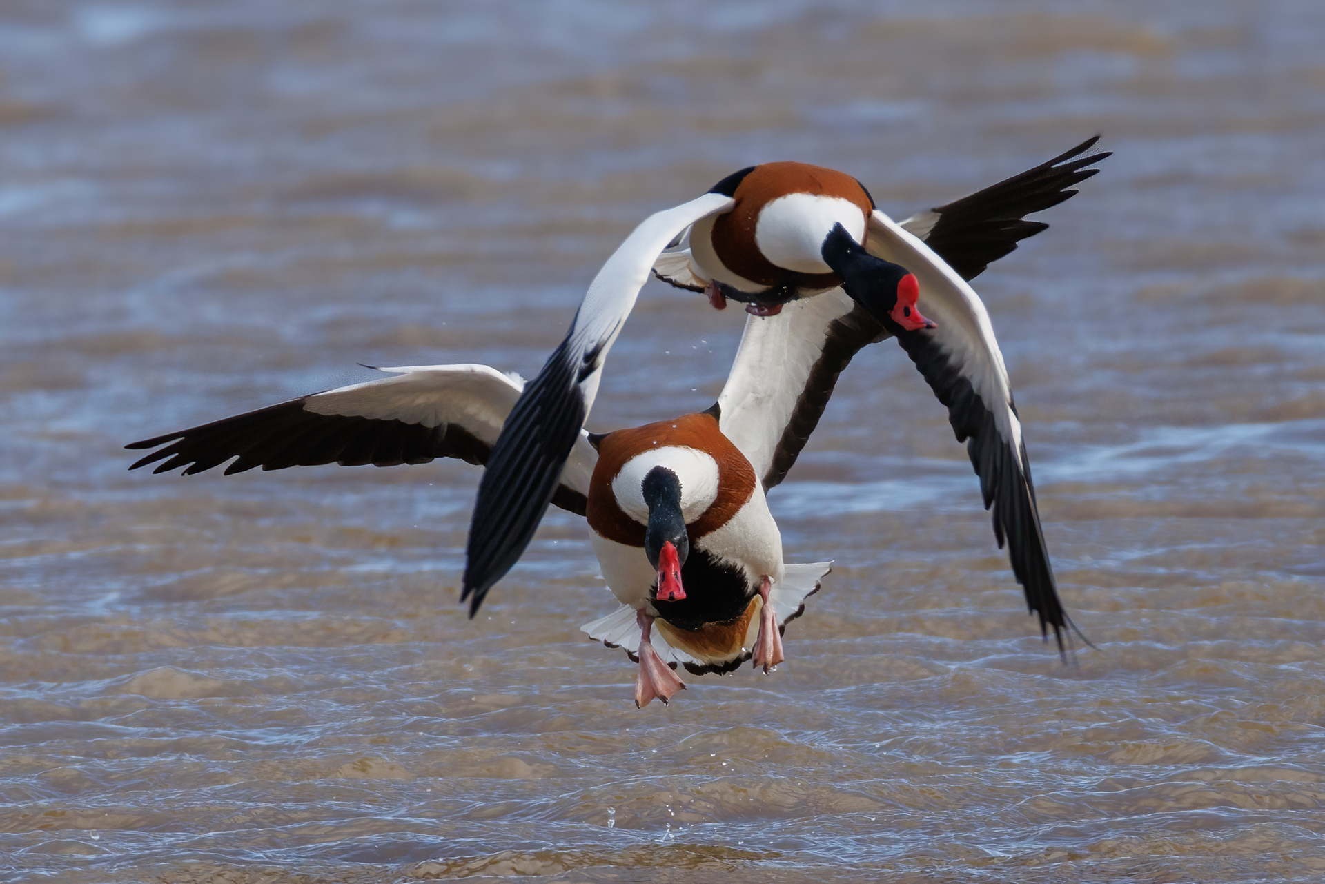 Shelducks