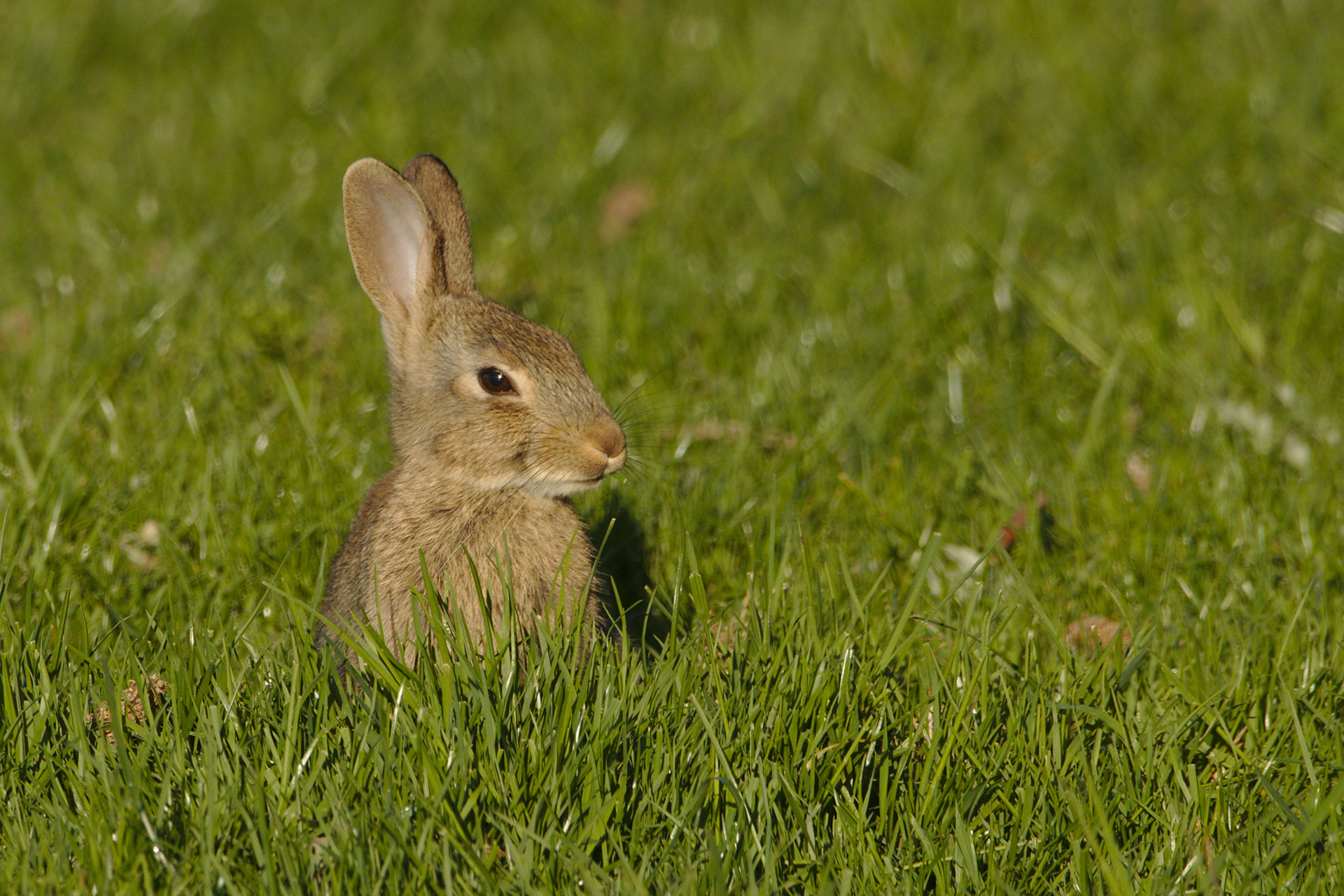 European Rabbit