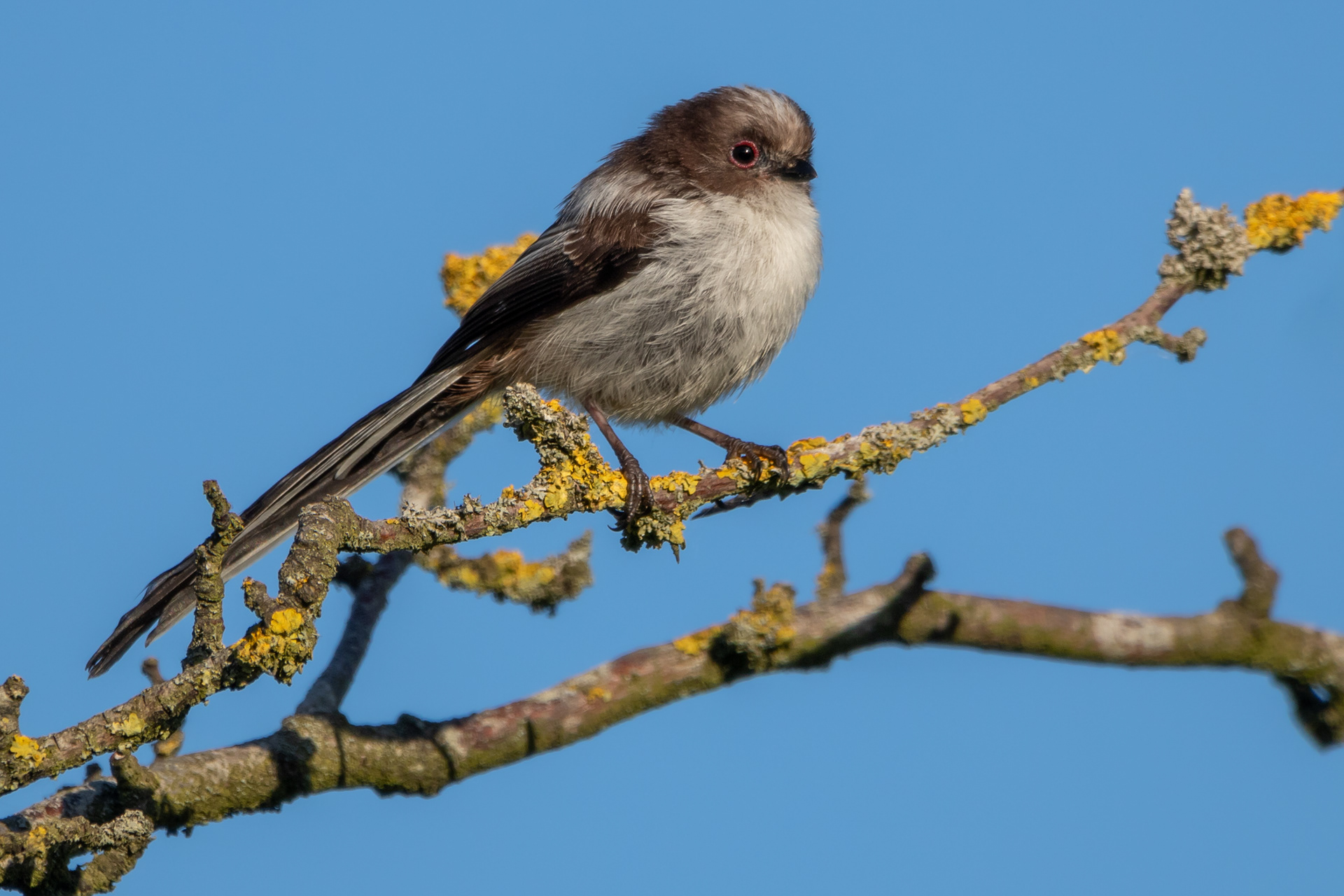 Long-tailed tit