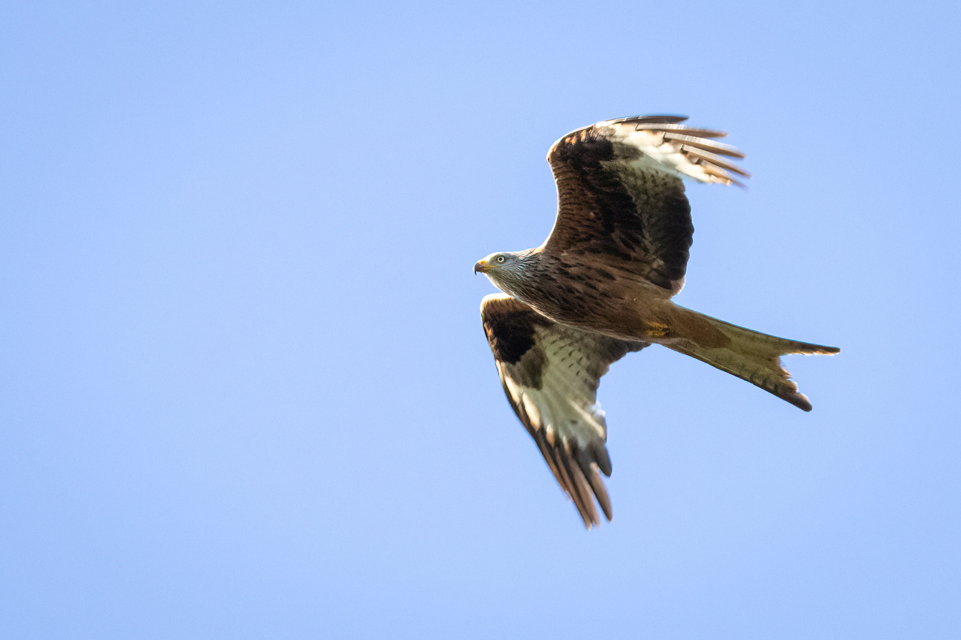 Red Kite