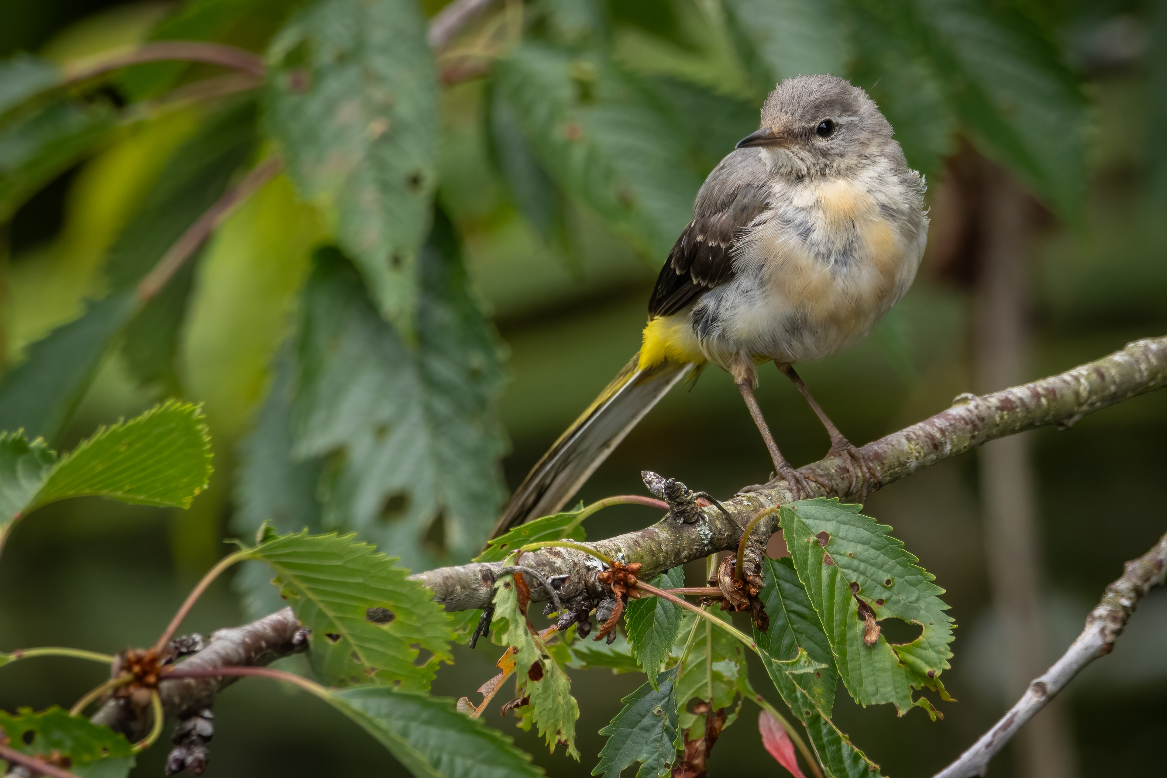 Grey wagtail (juvenile)