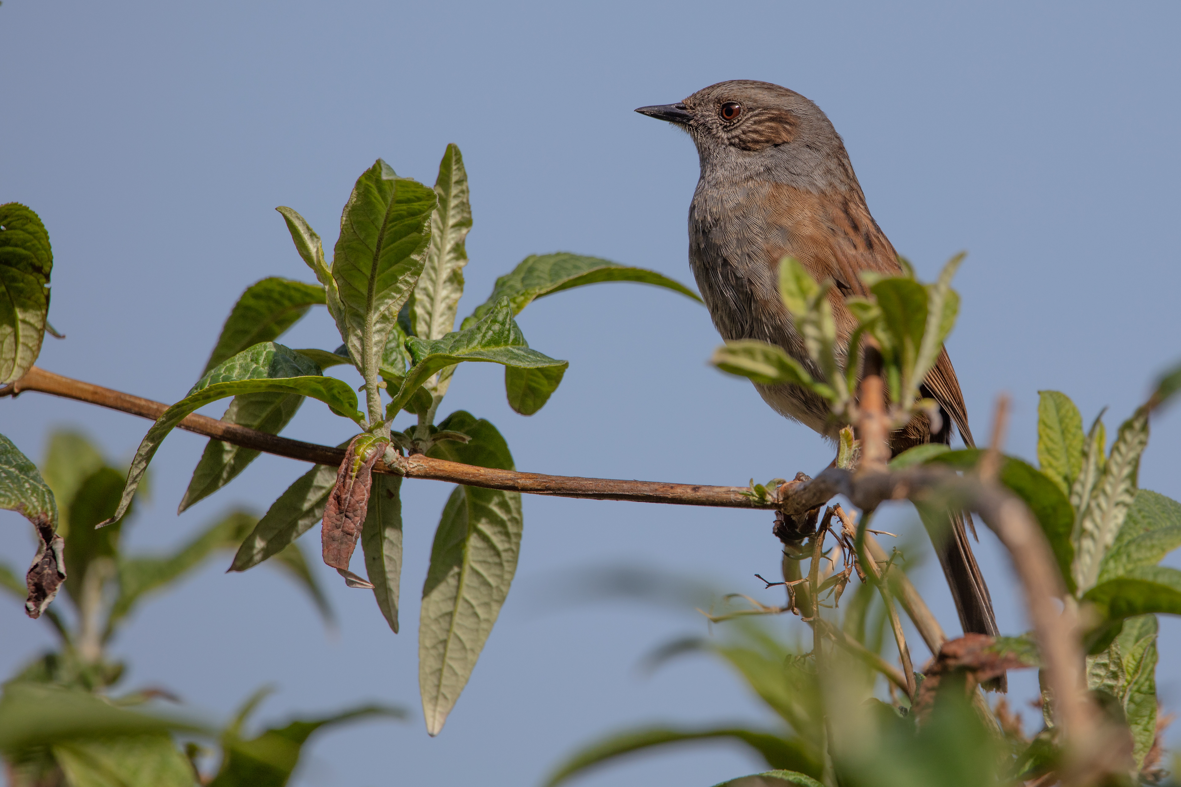 Dunnock