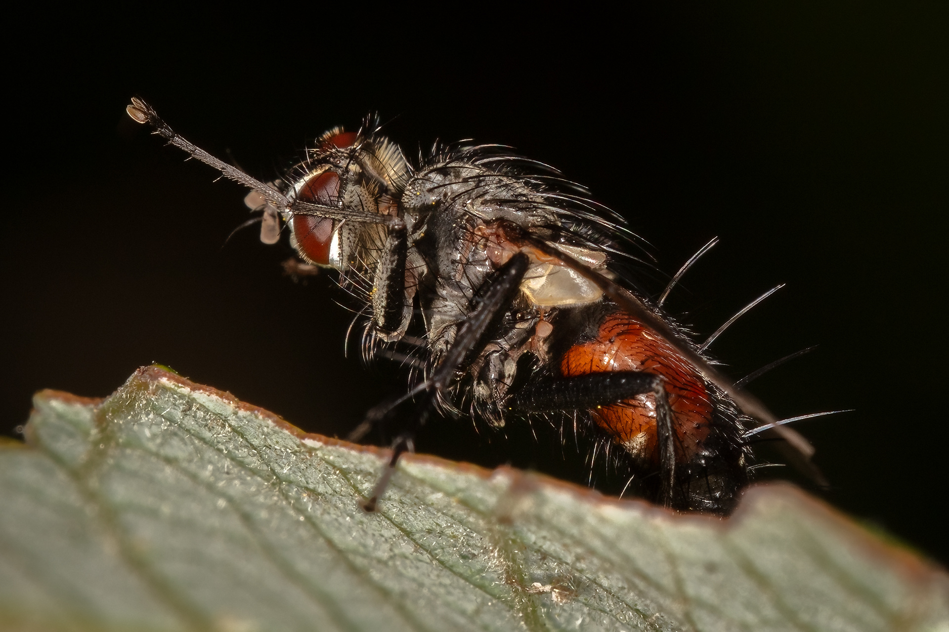 Tachinid Fly (Eriothrix rufomaculata)