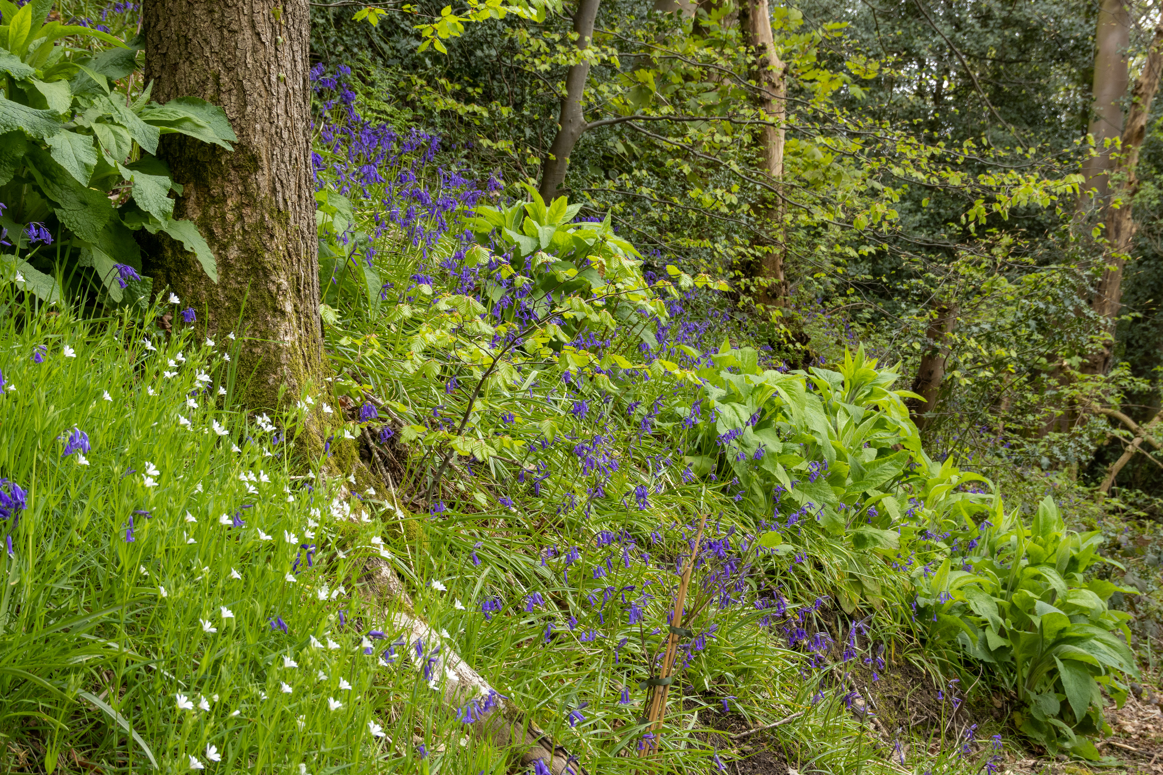 Wagon Way, Midhopestones