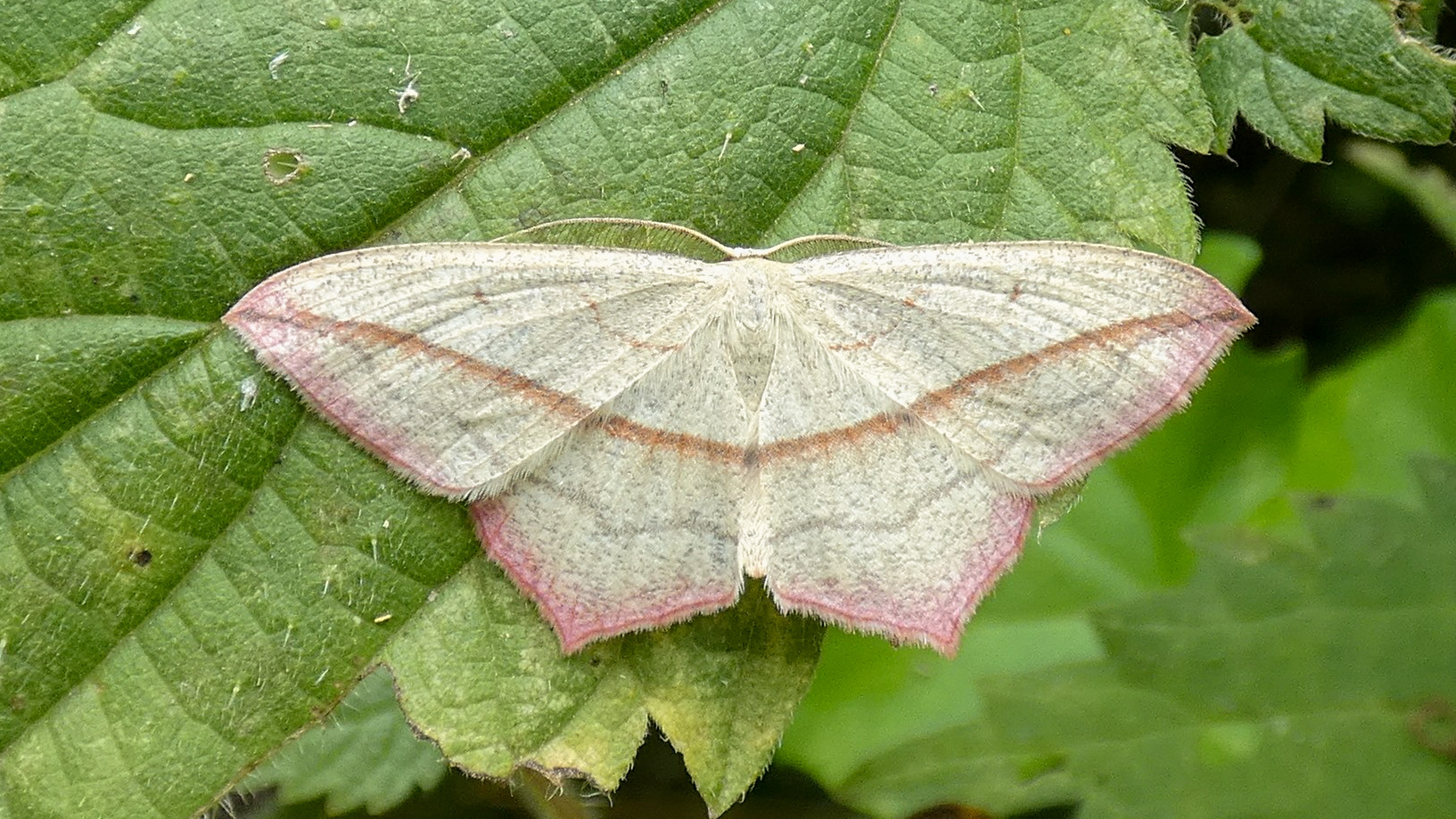 Blood-Vein Moth