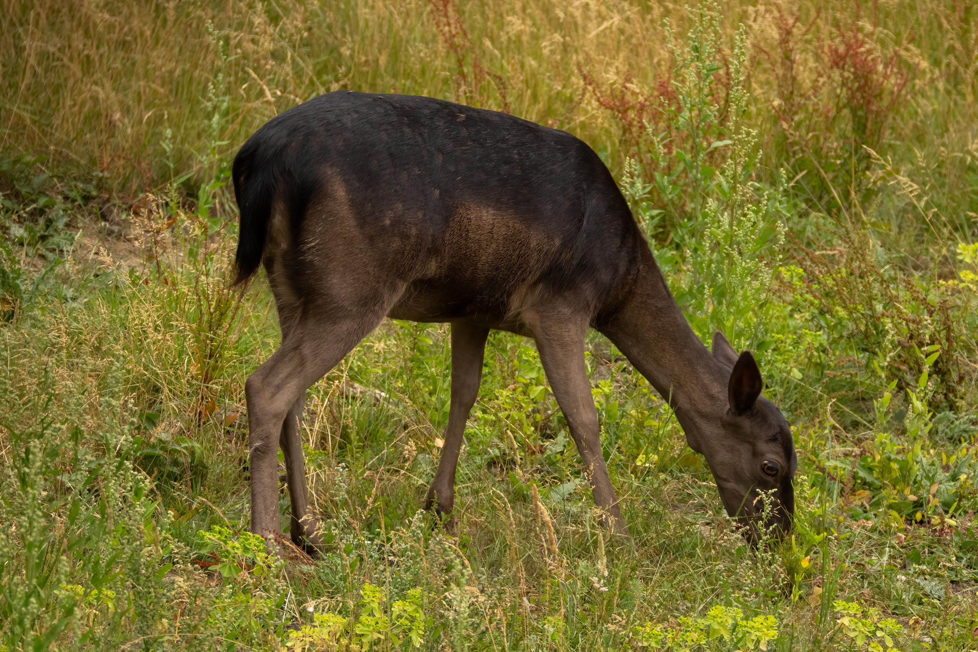 Black (Melanistic) Fallow Deer