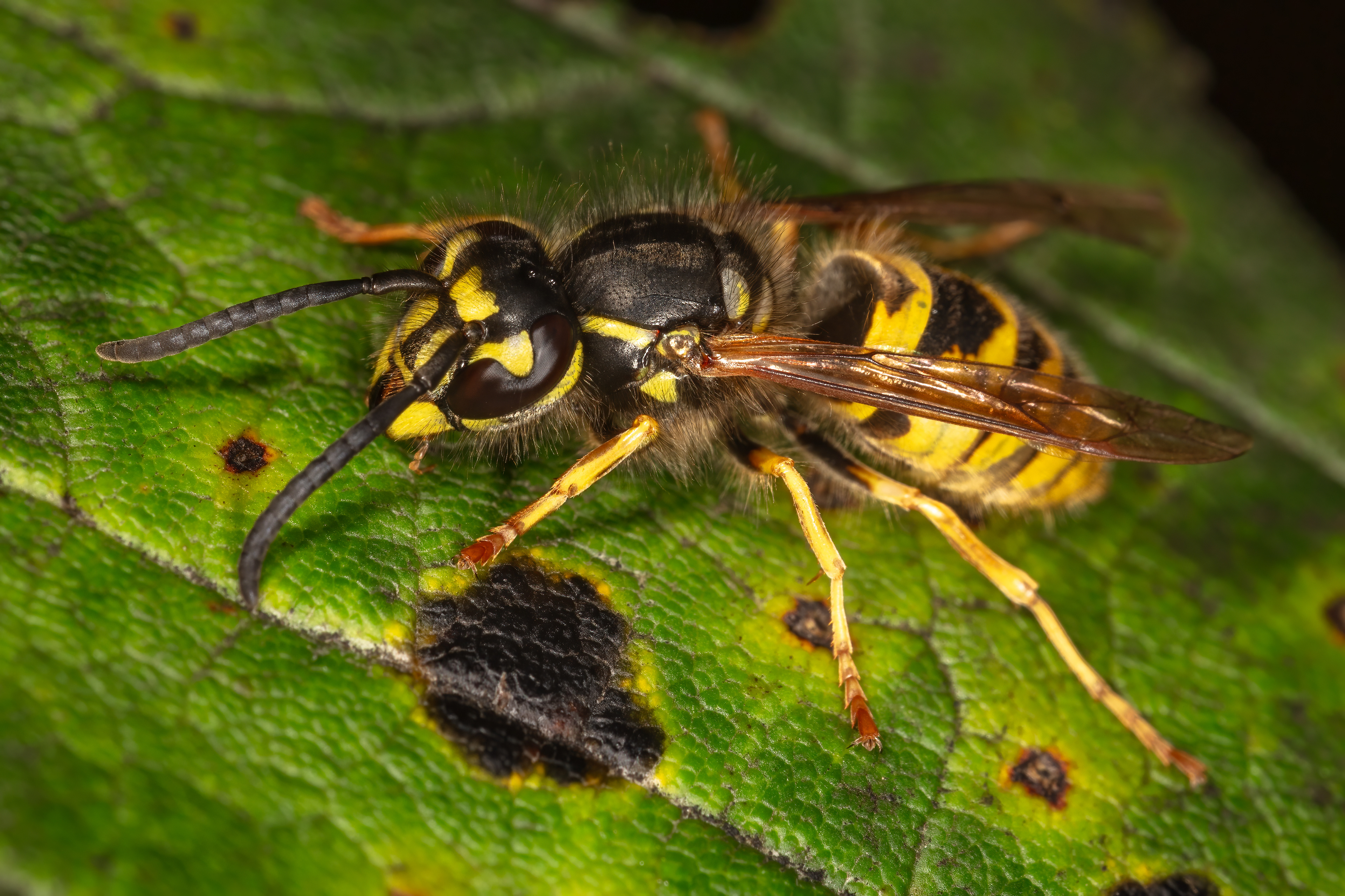 Common Wasp