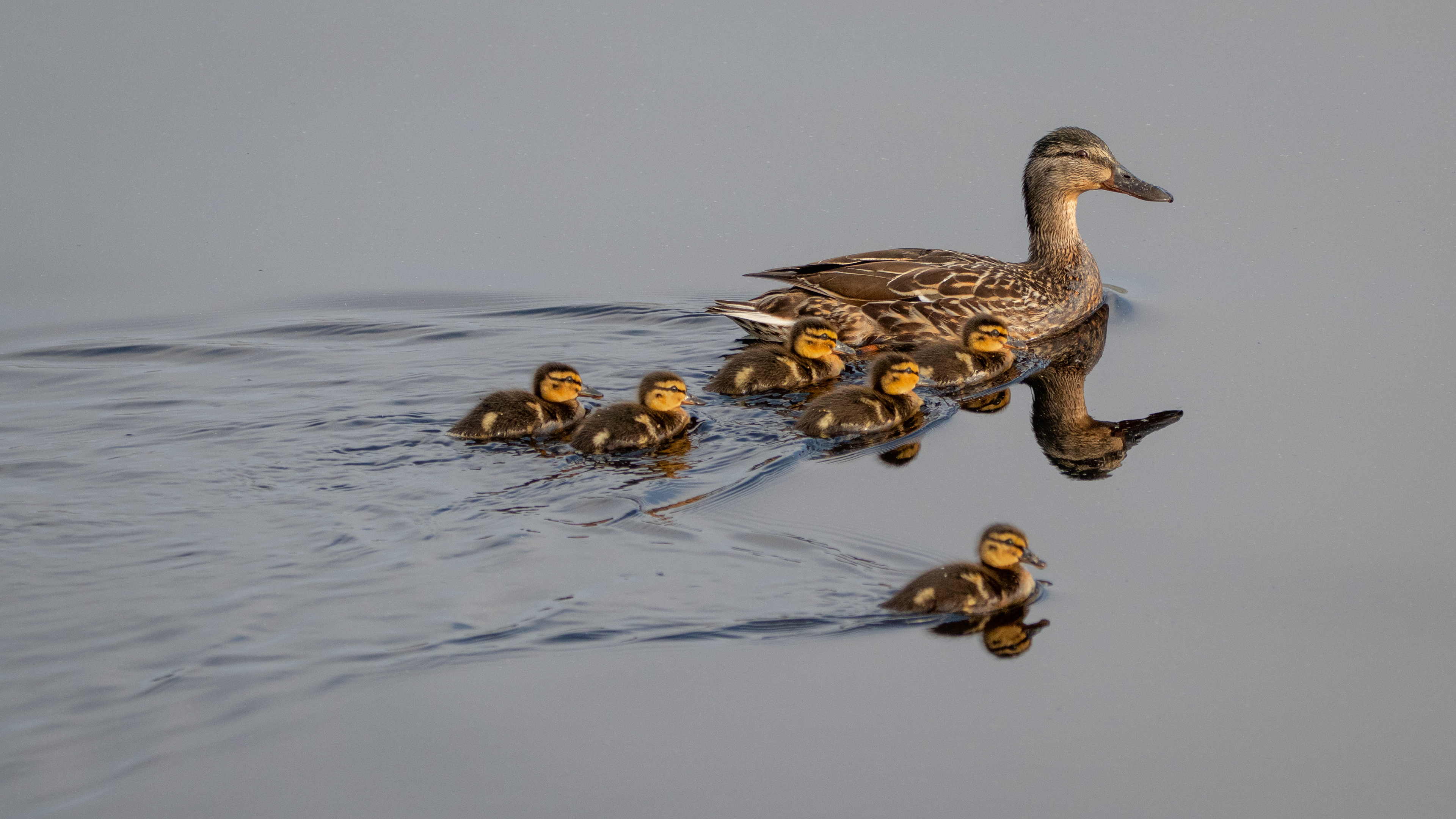 Mallard (female) and ducklings