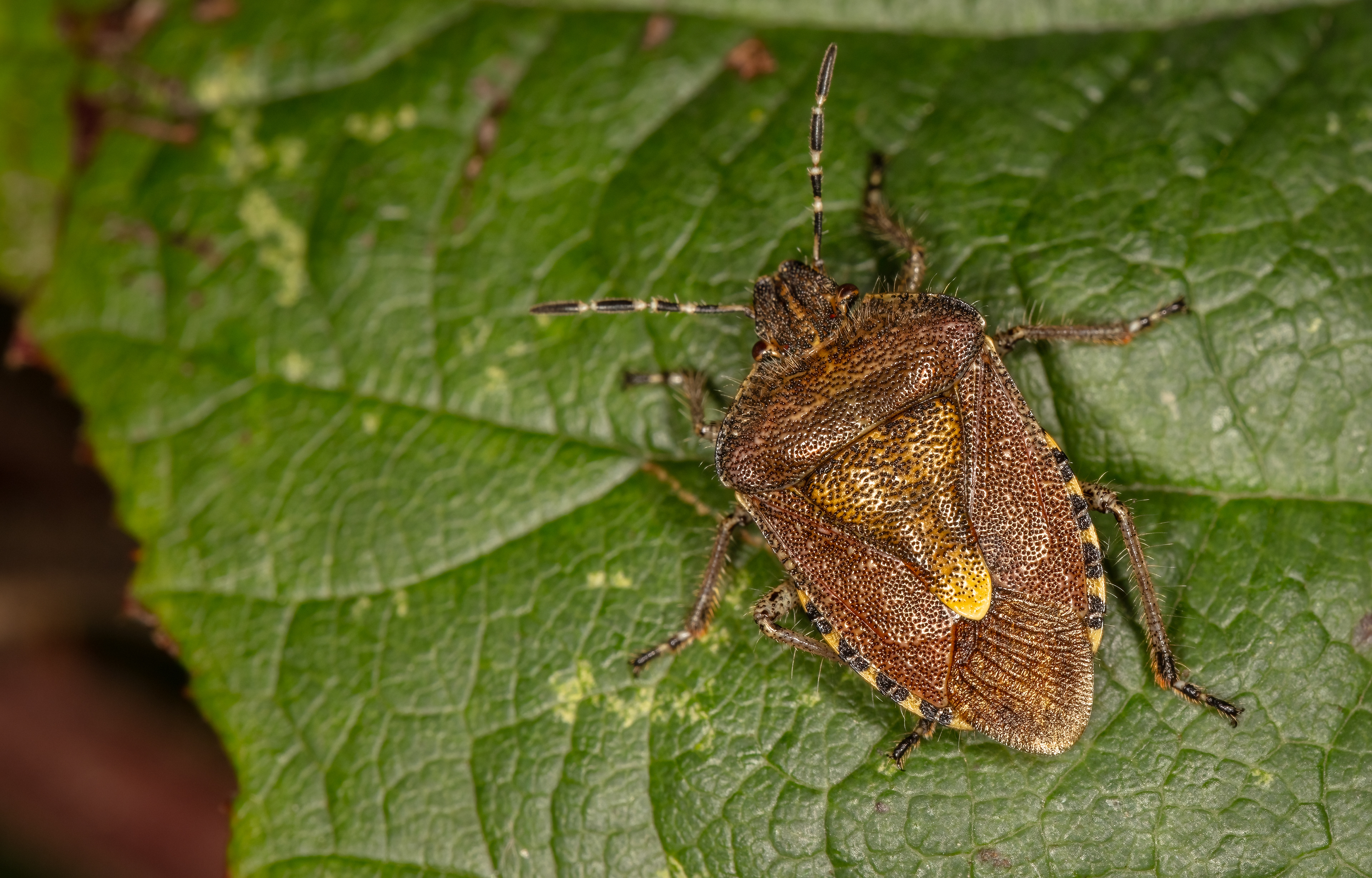 Hairy (or Sloe) Shieldbug