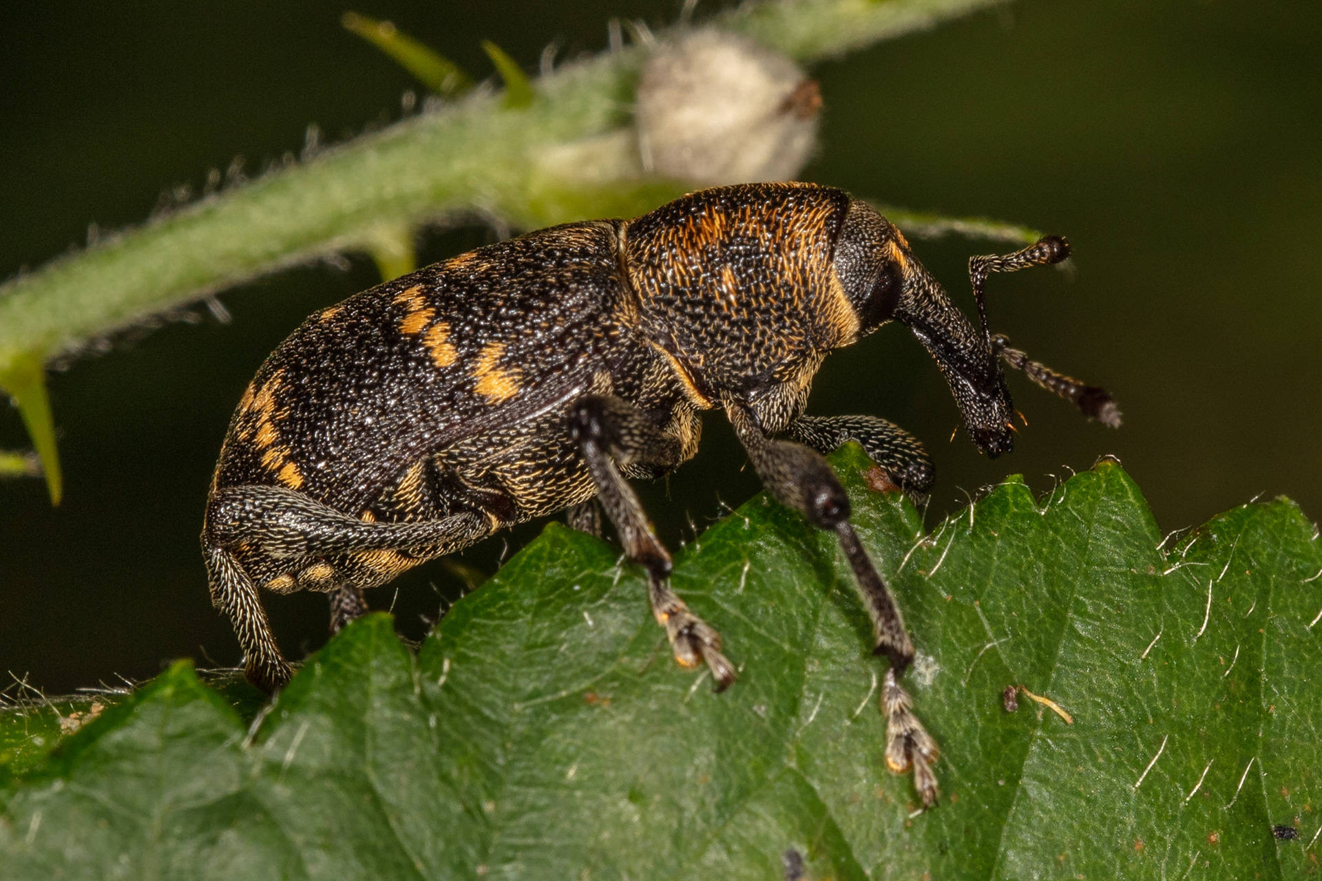 Large Pine Weevil