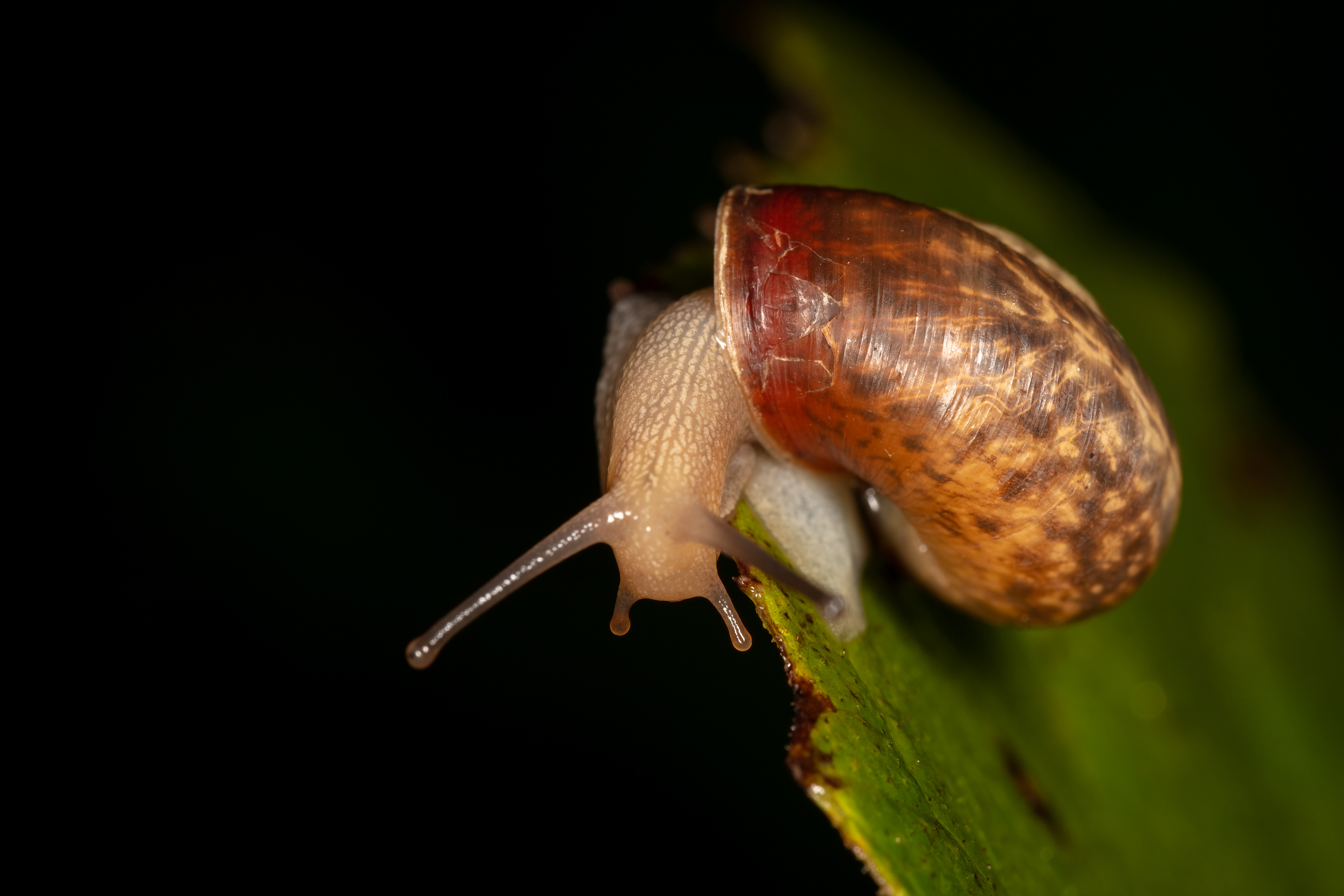 Snail