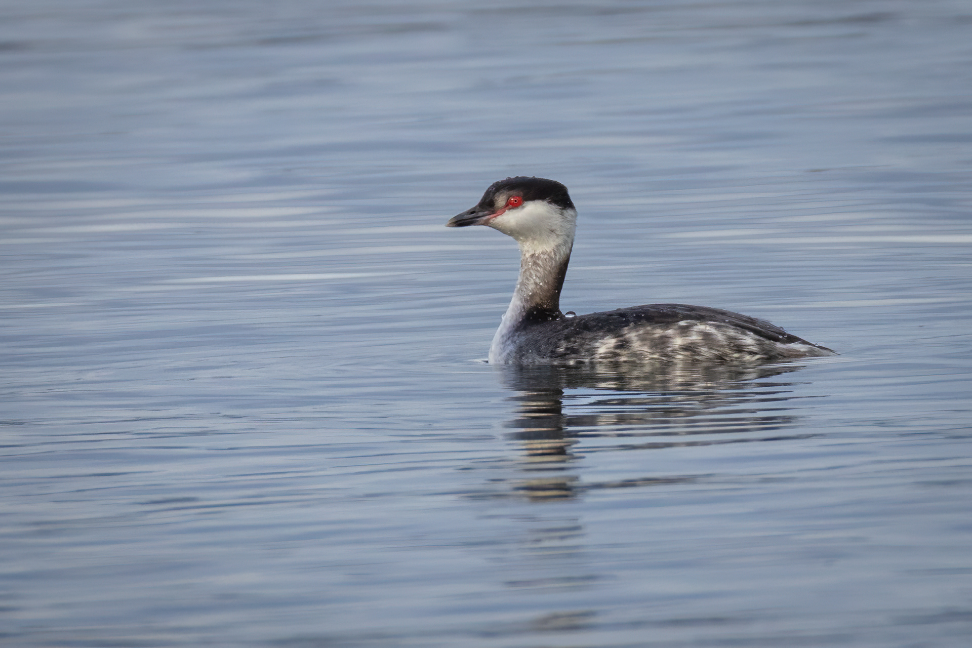 Slavonian Grebe (Winter Plumage)