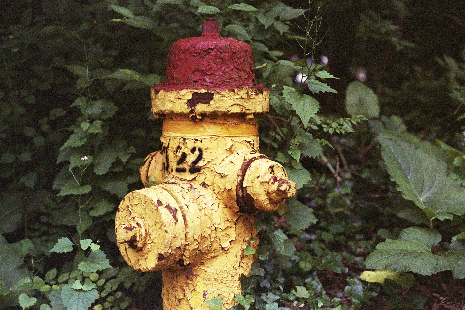 vibrancy (on film)