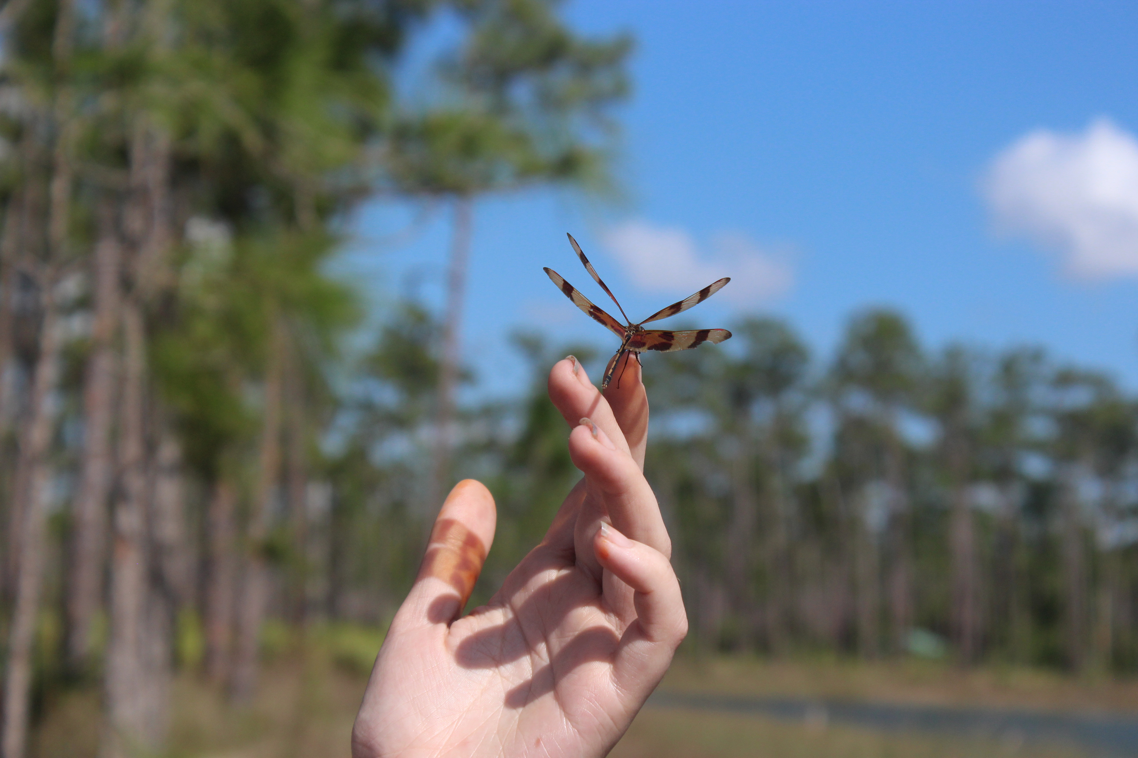 dragonfly whisperer