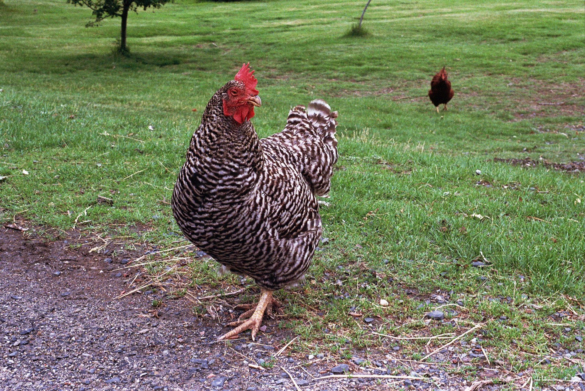 chicken on film