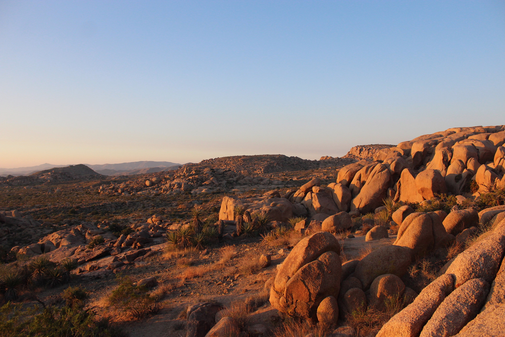 joshua tree