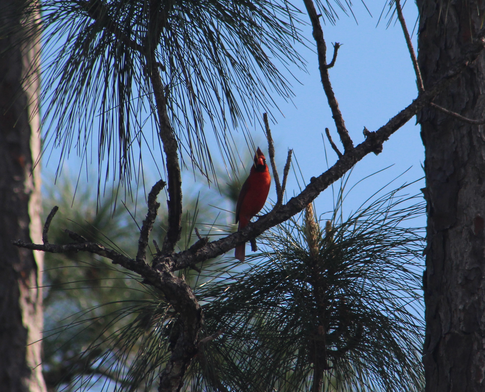 the watcher (cardinal)