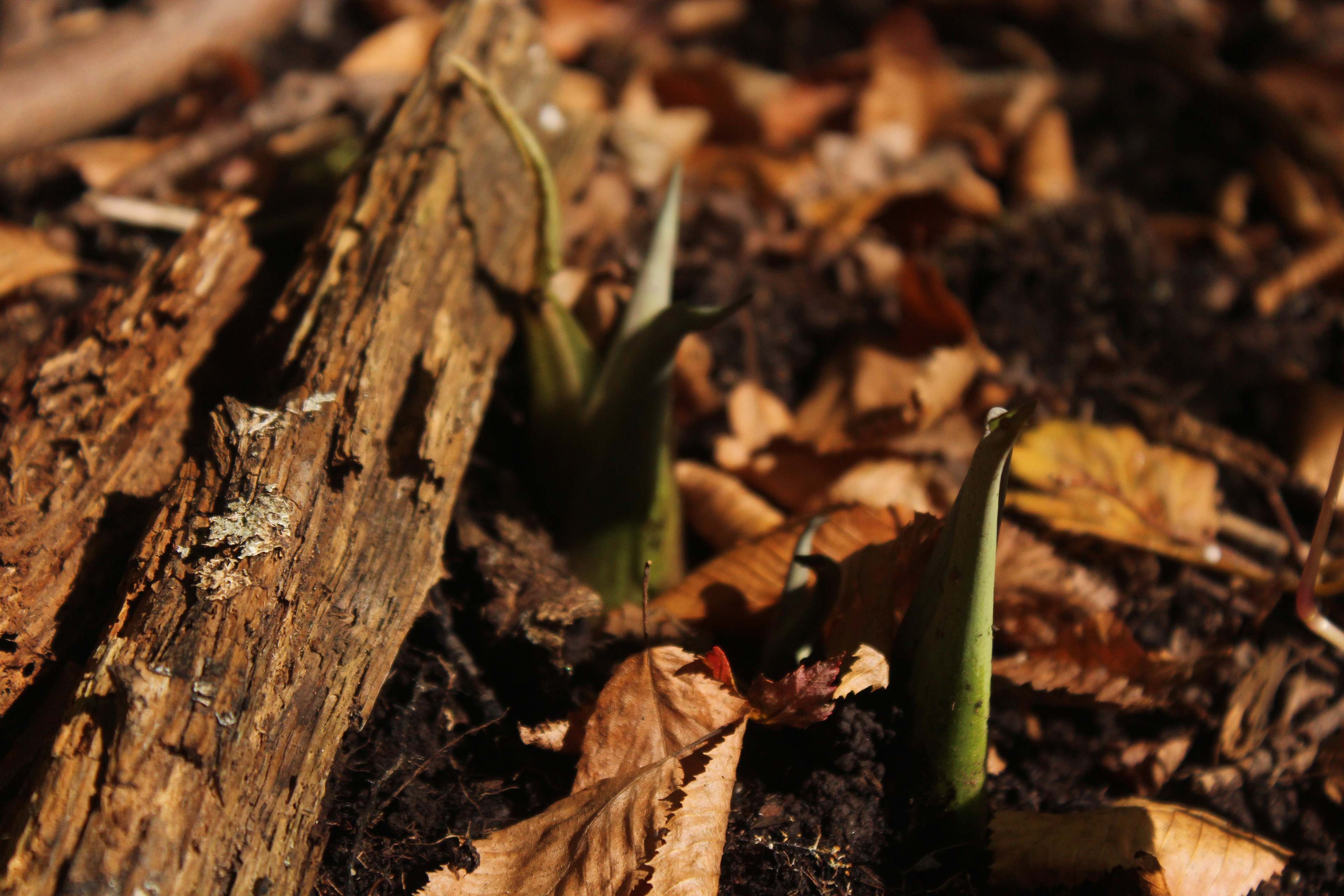 rebirth