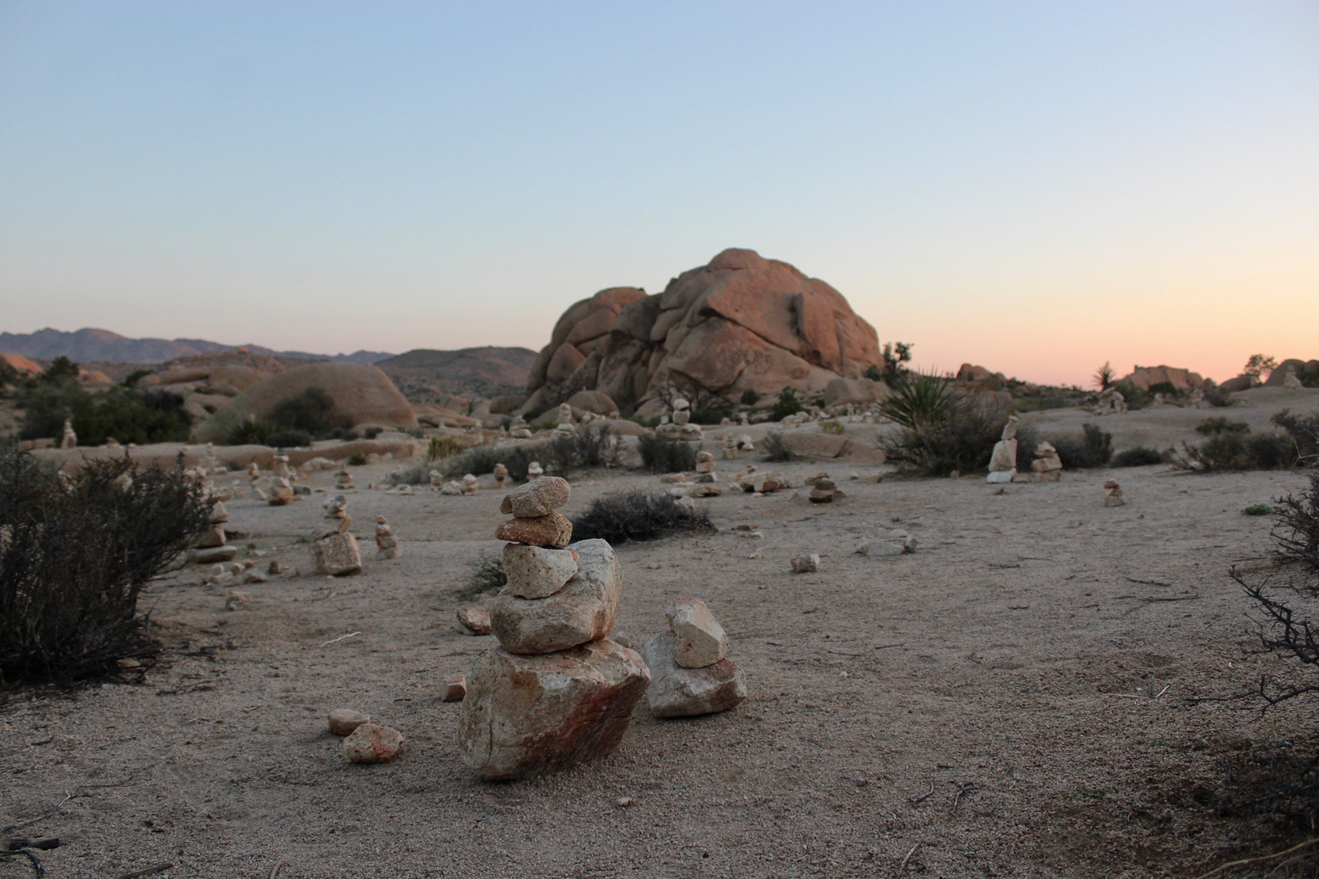 joshua tree