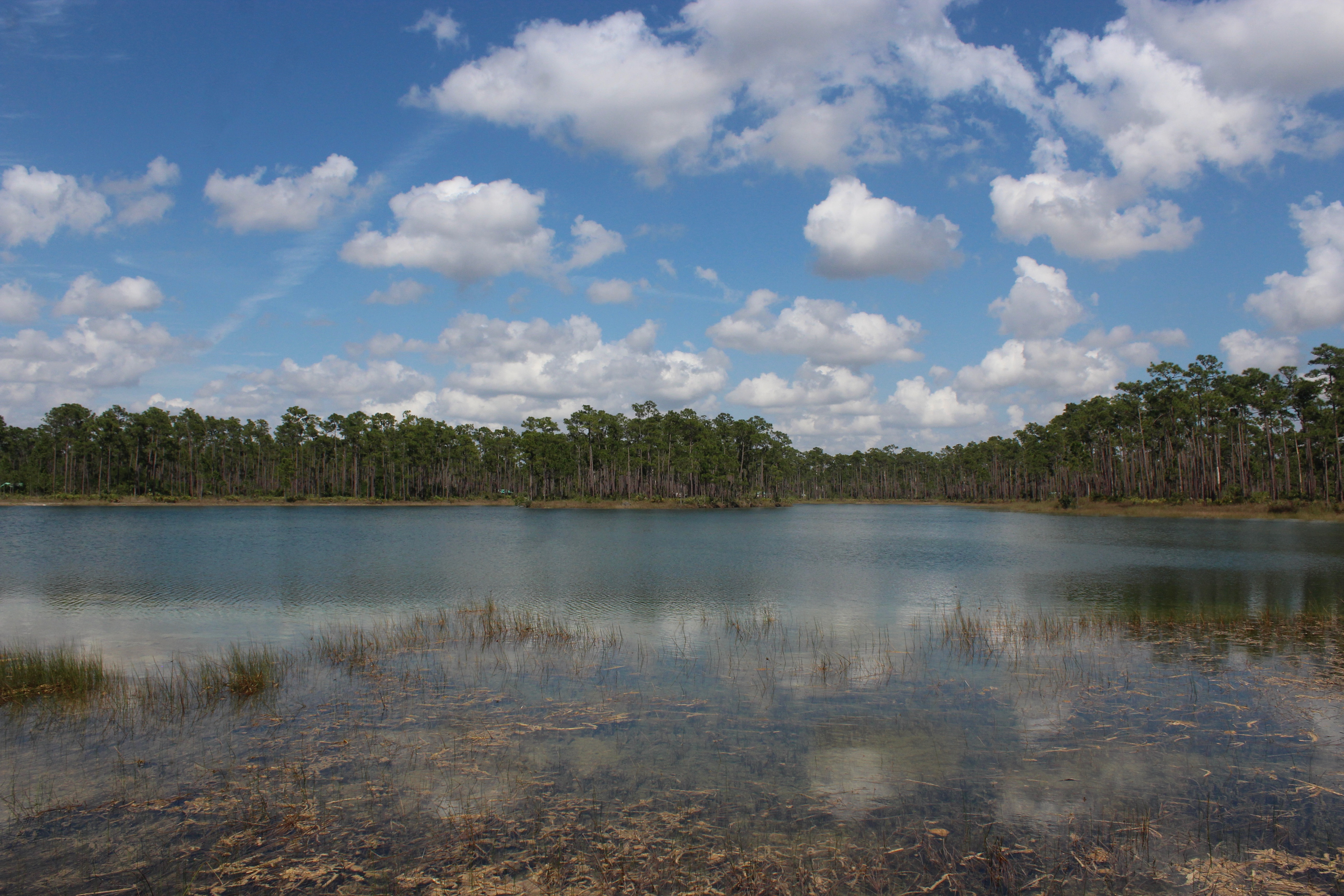 florida everglades