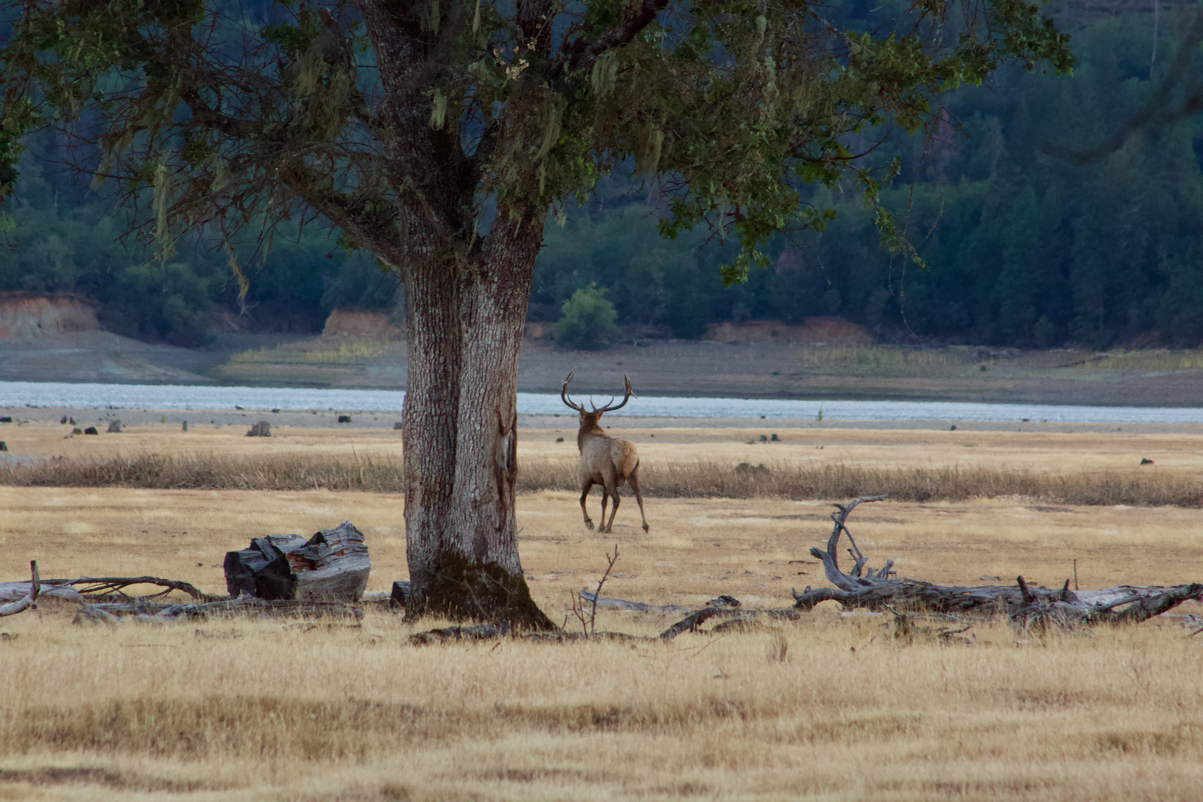 a lone elk