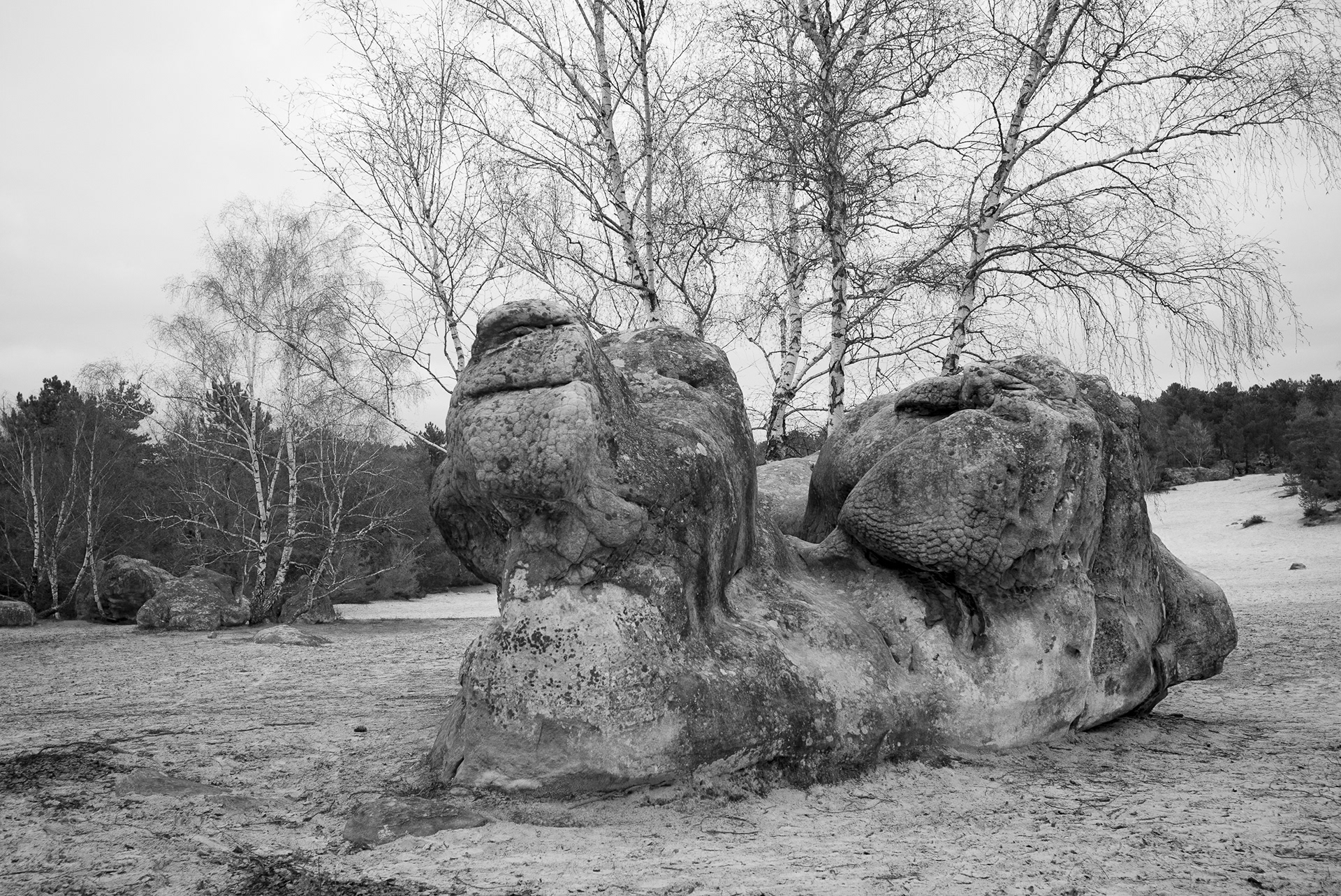 Forêt de Fontainebleau