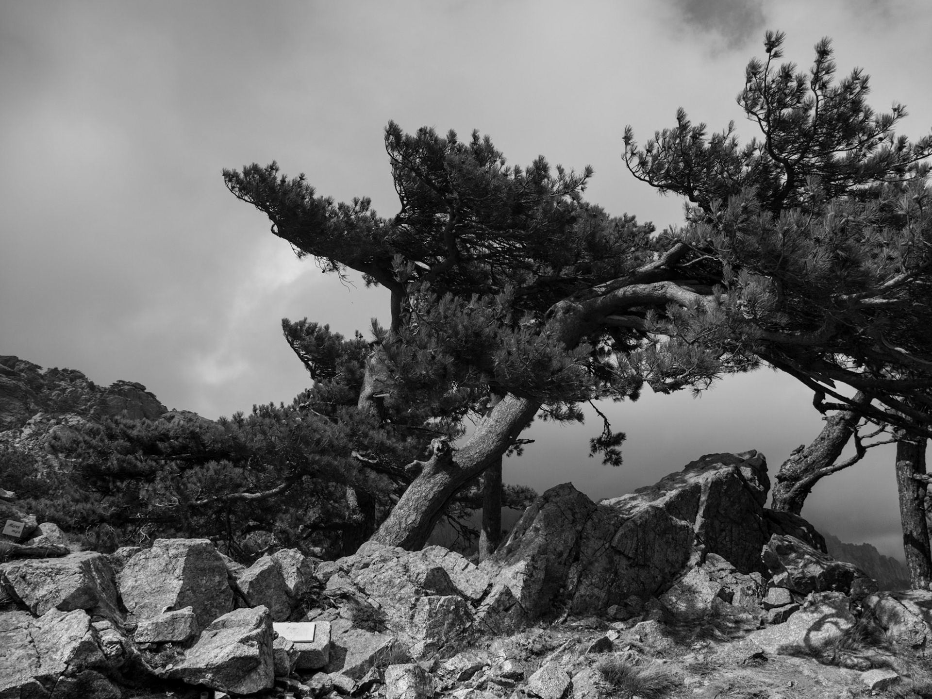 CORSE