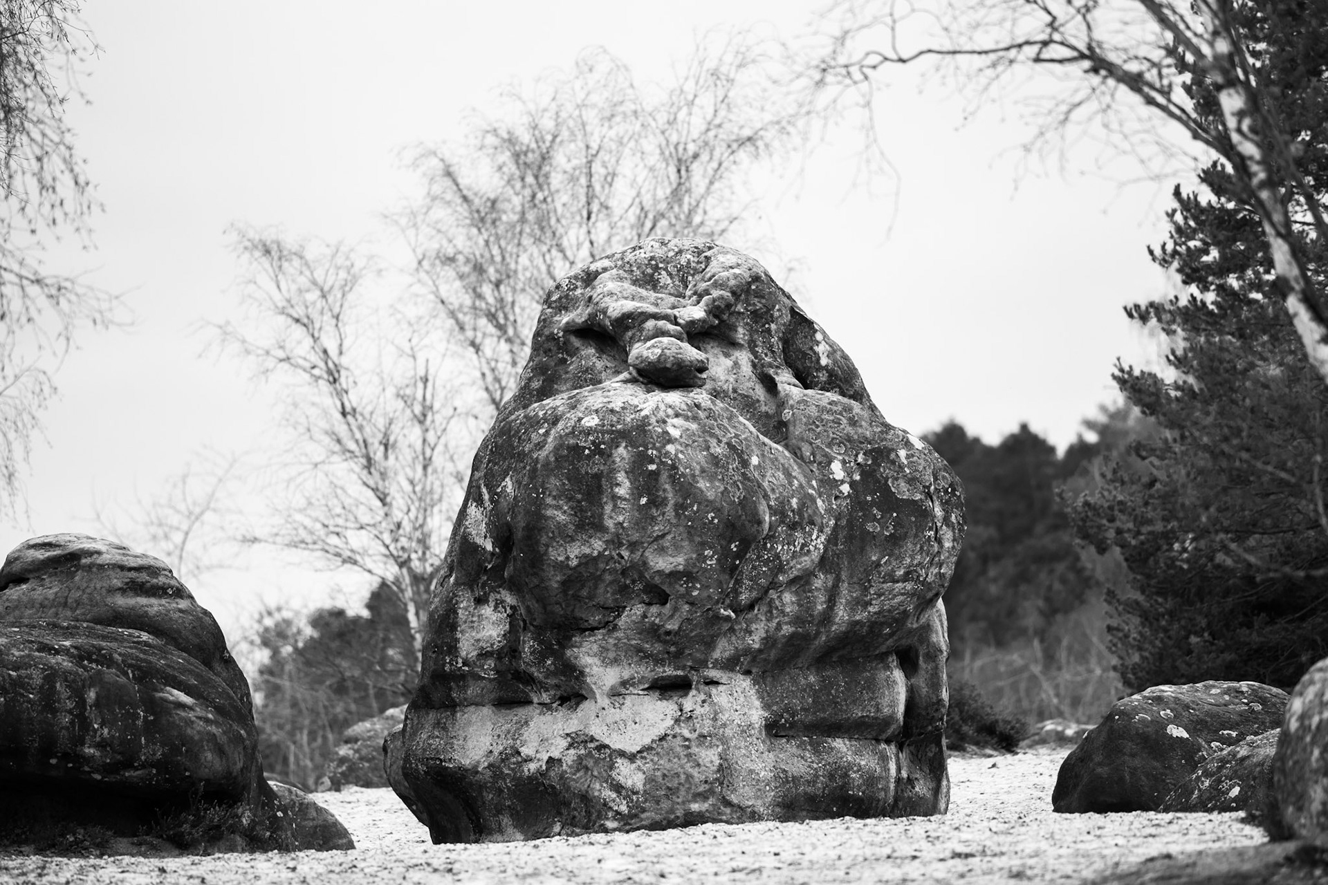 FORET DE FONTAINEBLEAU