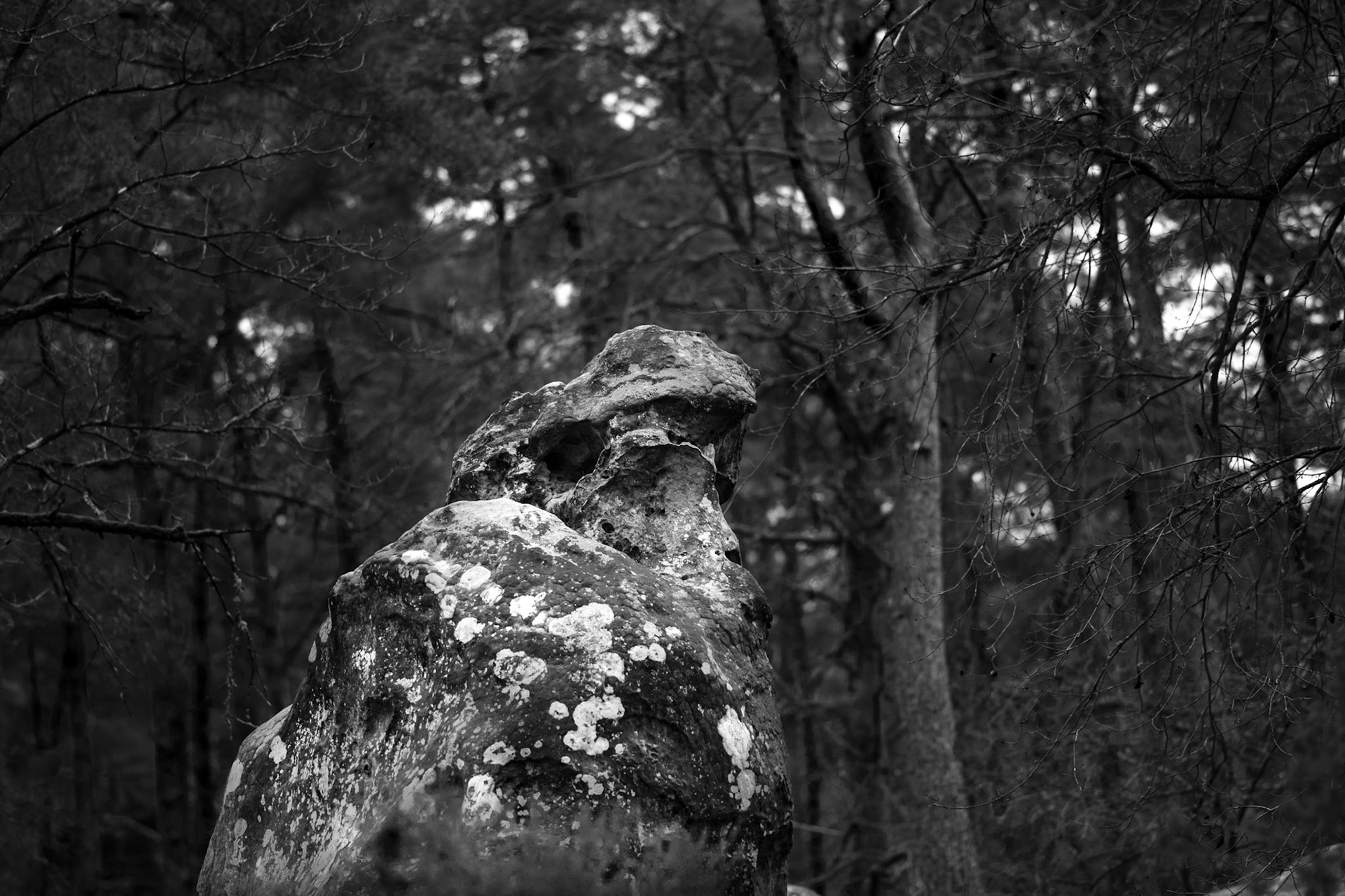 FORET DE FONTAINEBLEAU