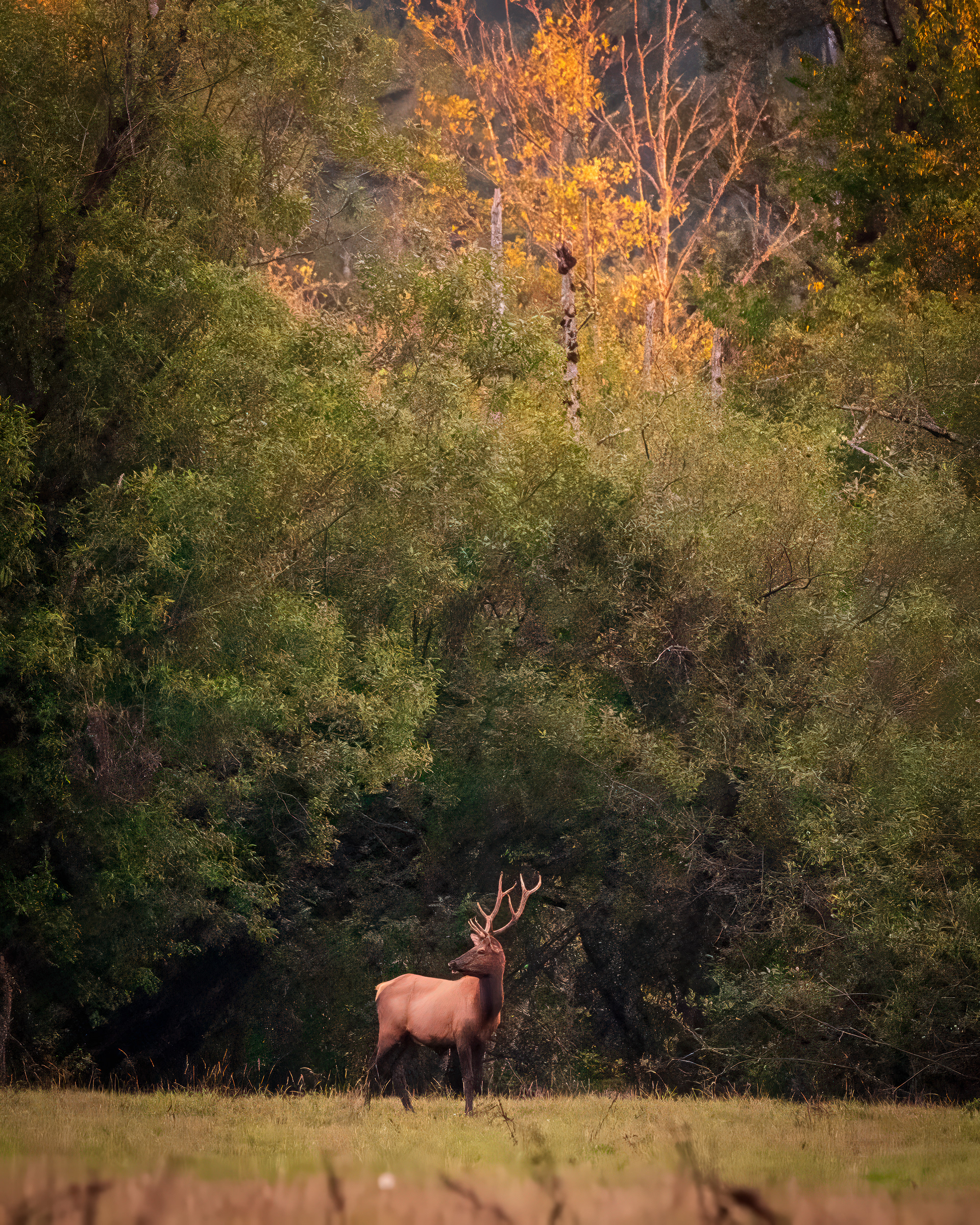 Elk in the Meadow