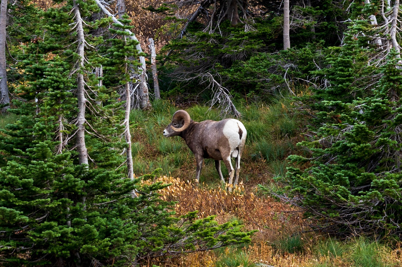 Bighorn Sheep - Montana