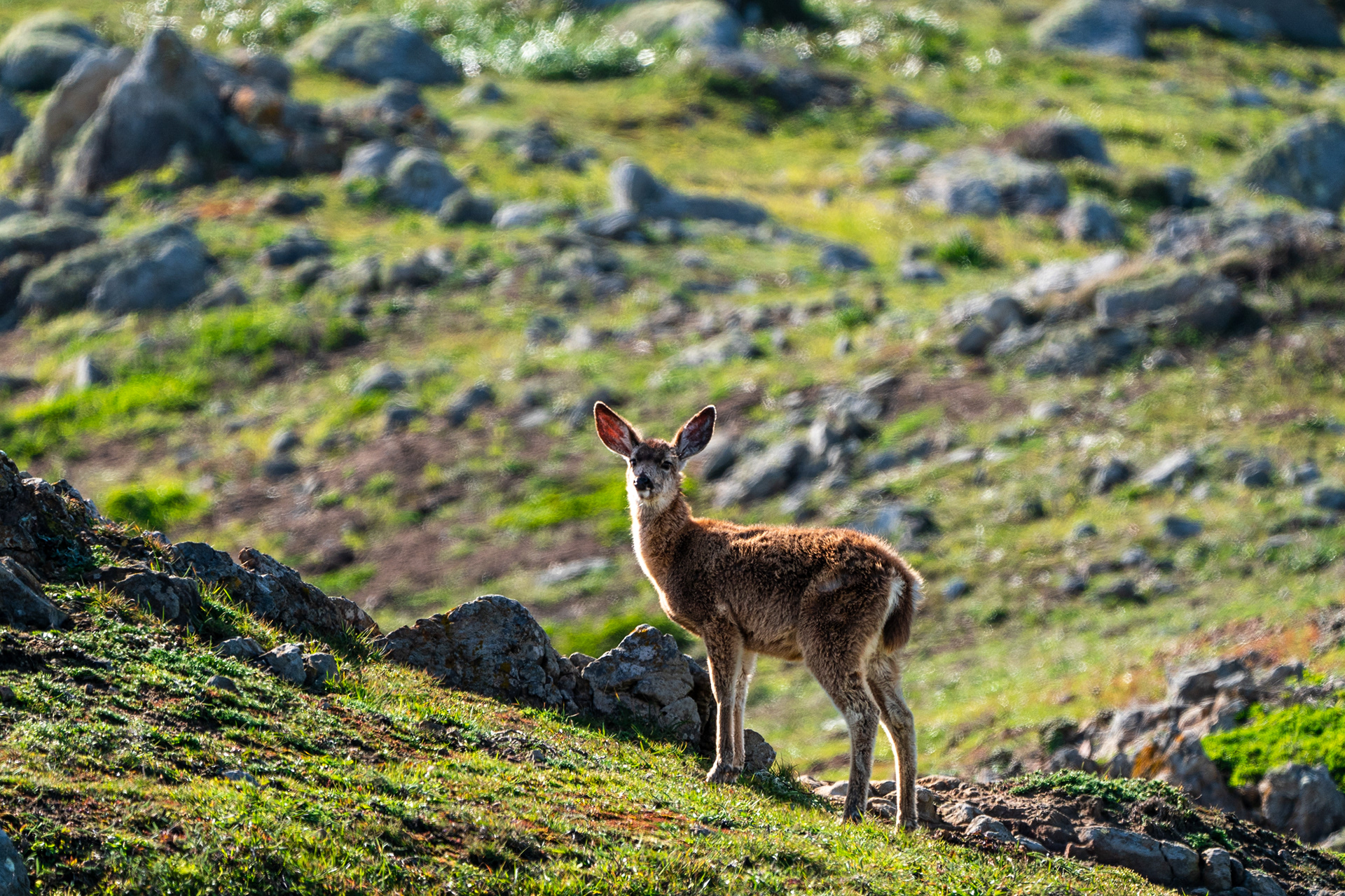 Deer on the hillside