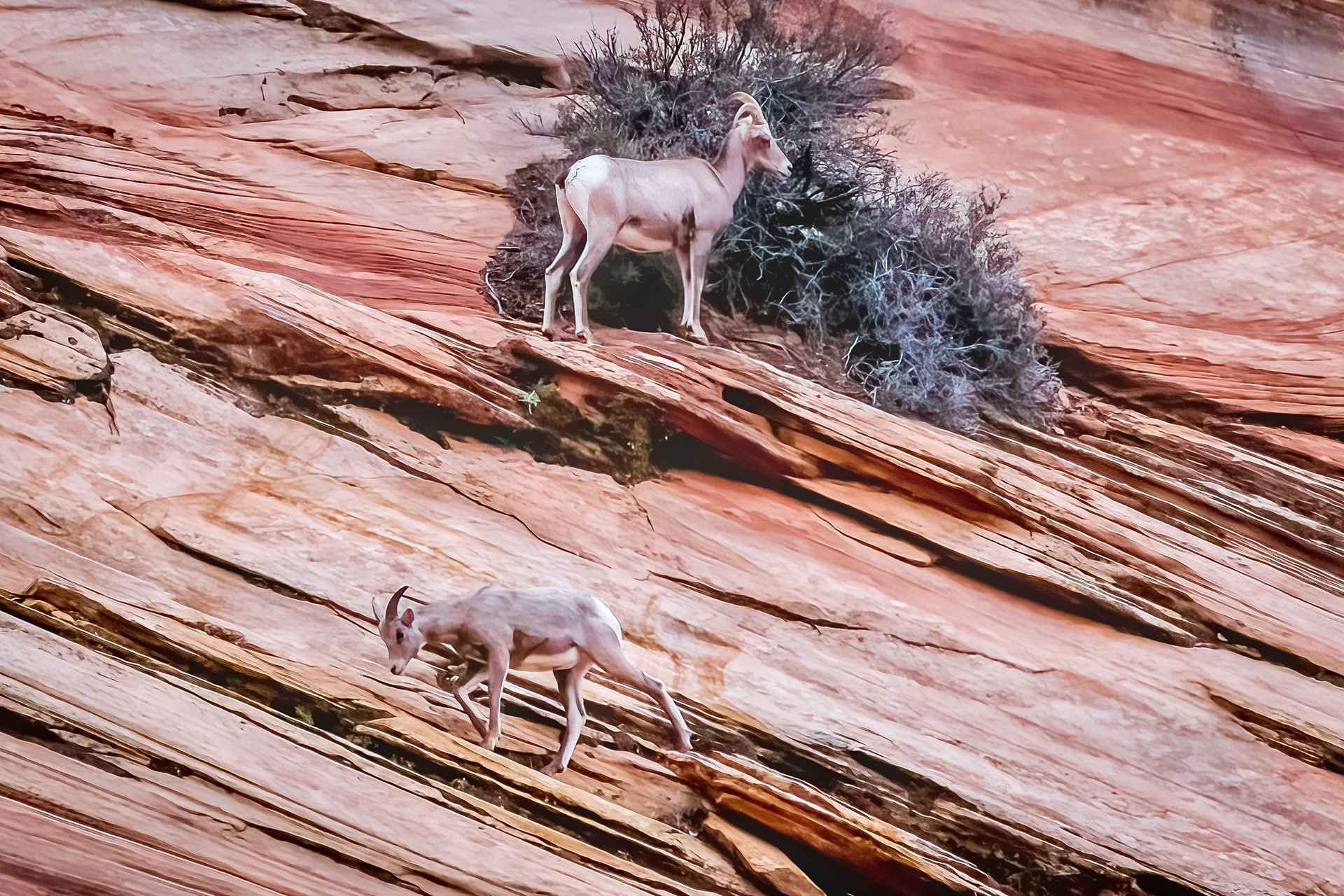 Bighorn Sheep Zion