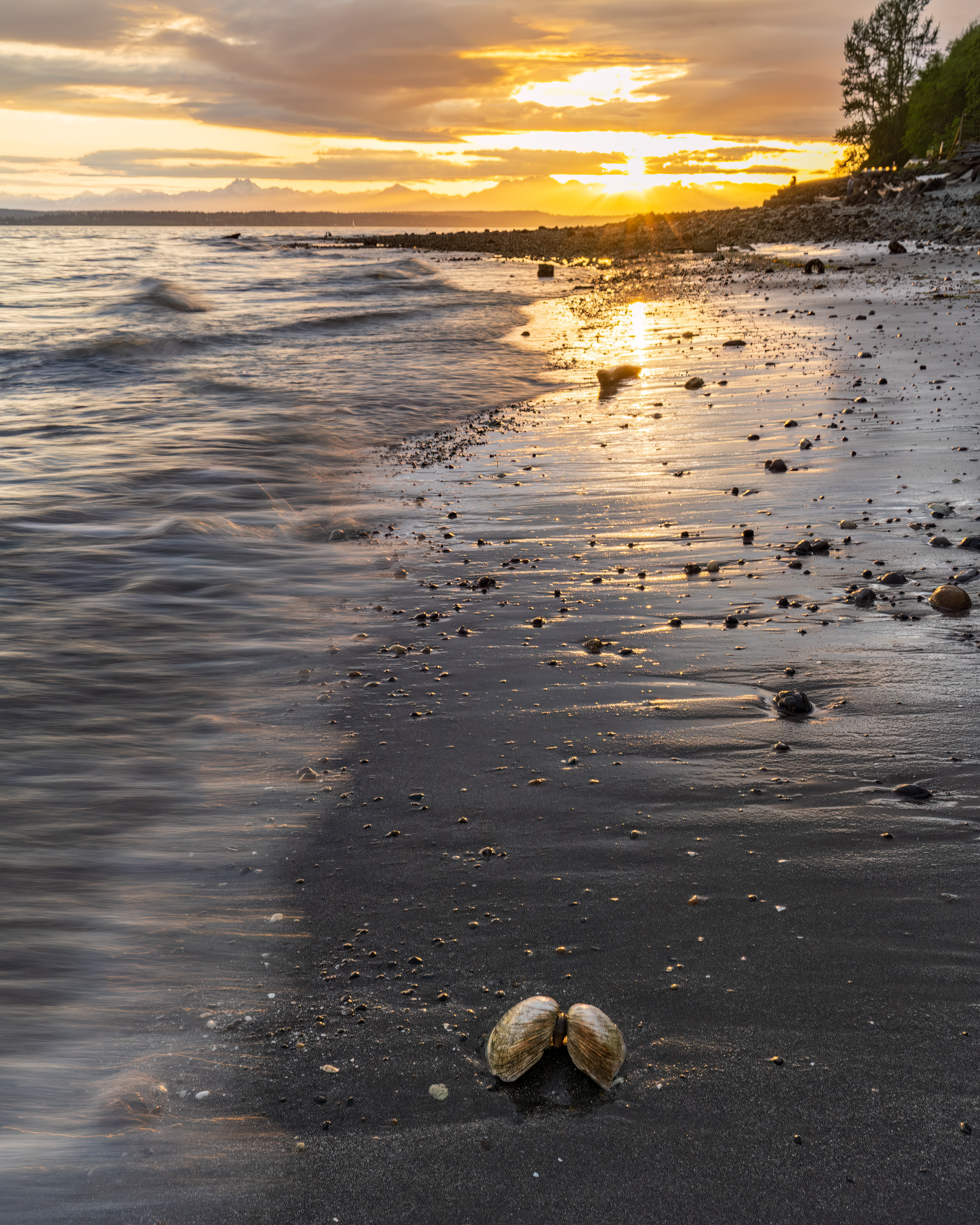 Shell on the Beach