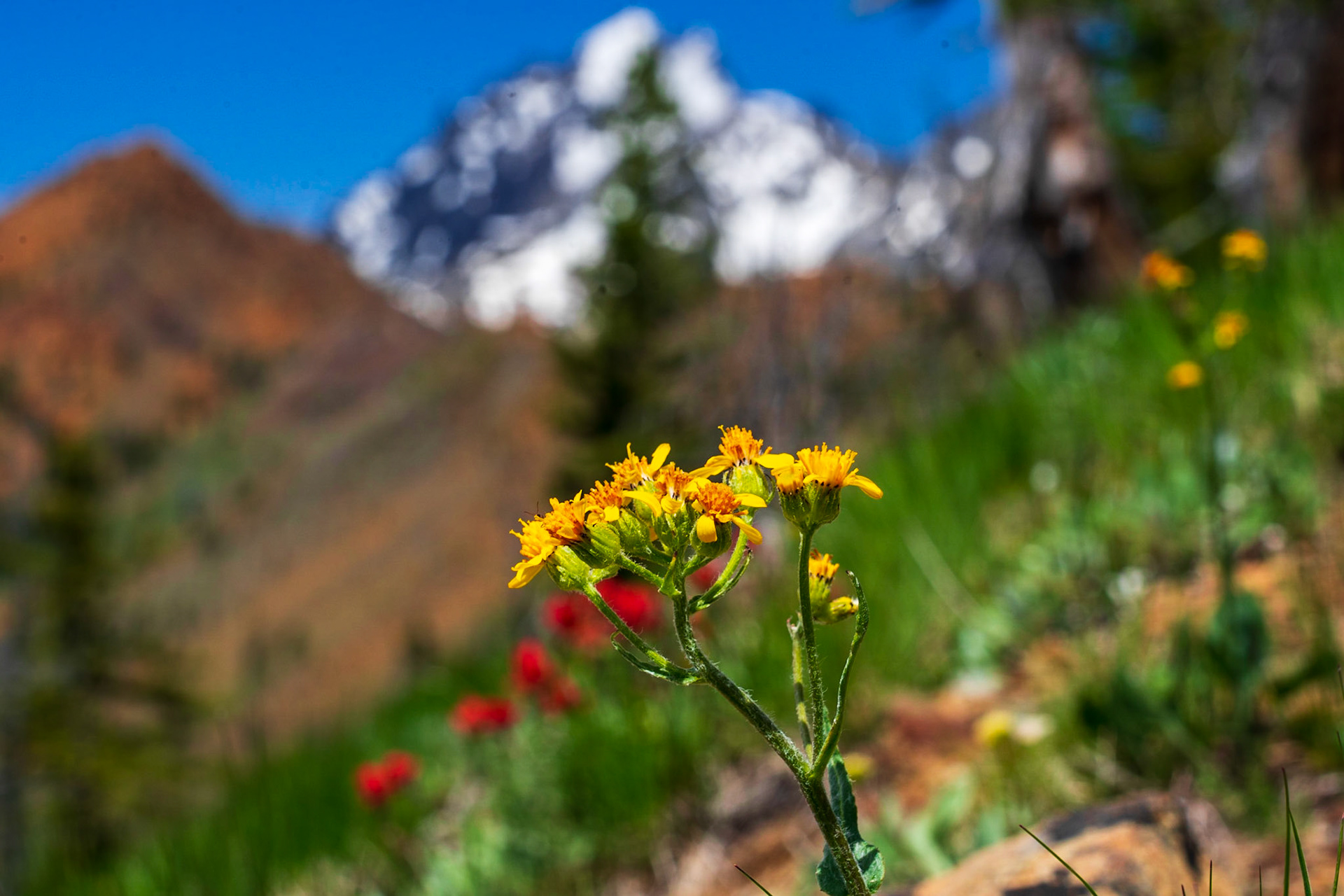 Mount Stuart