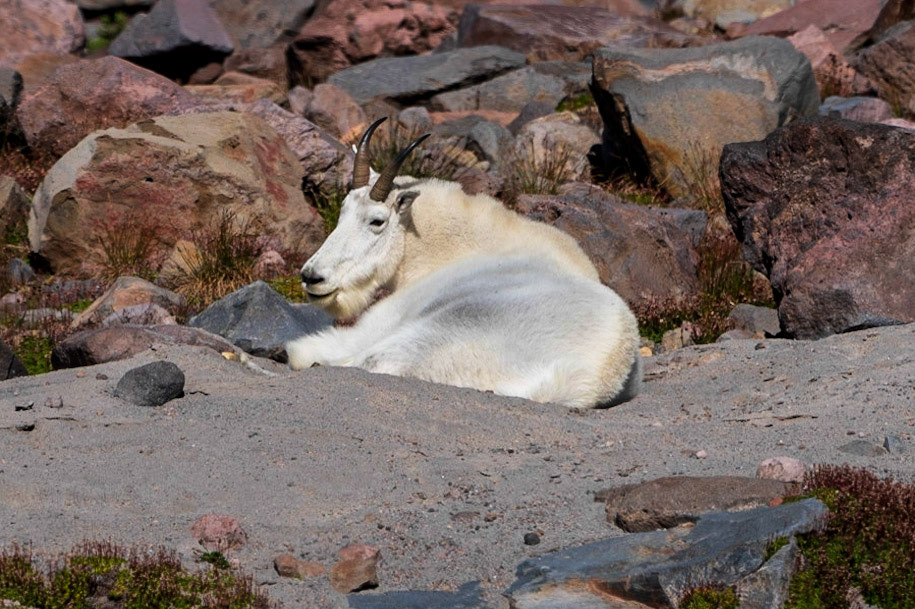 Mountain Goat - Mt Rainier