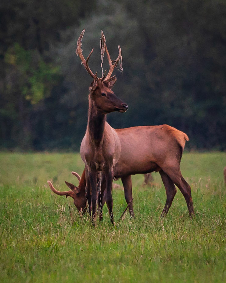 Elk Shedding Velvet