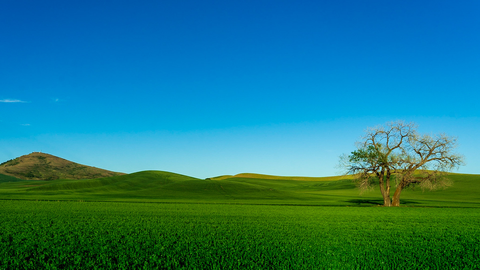 Split Tree near Steptoe Butte