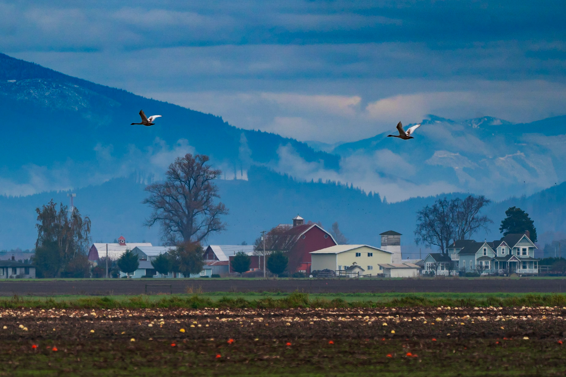 Swans over Farmland - Skagit Valley Washington
