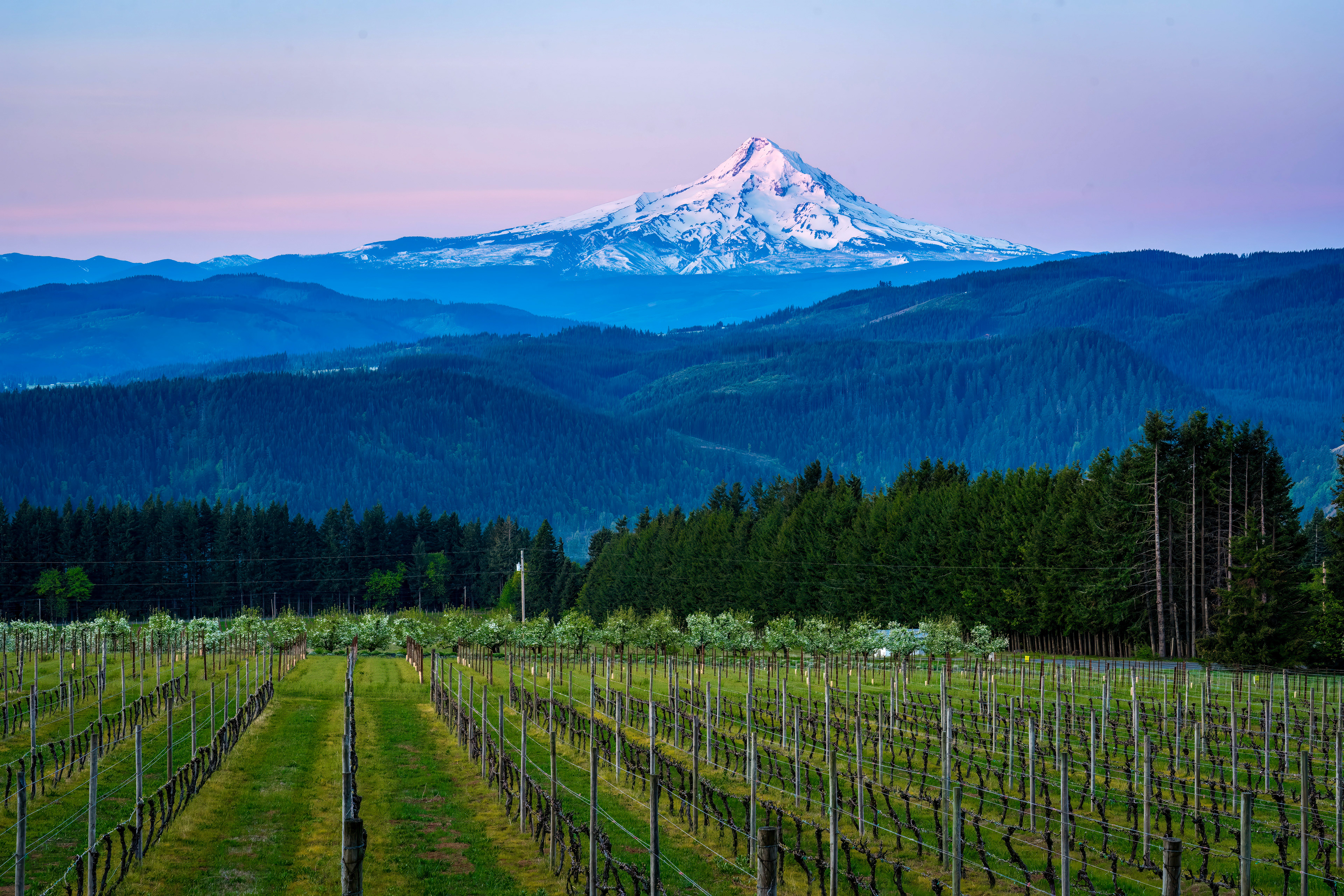Mount Hood with Vineyard